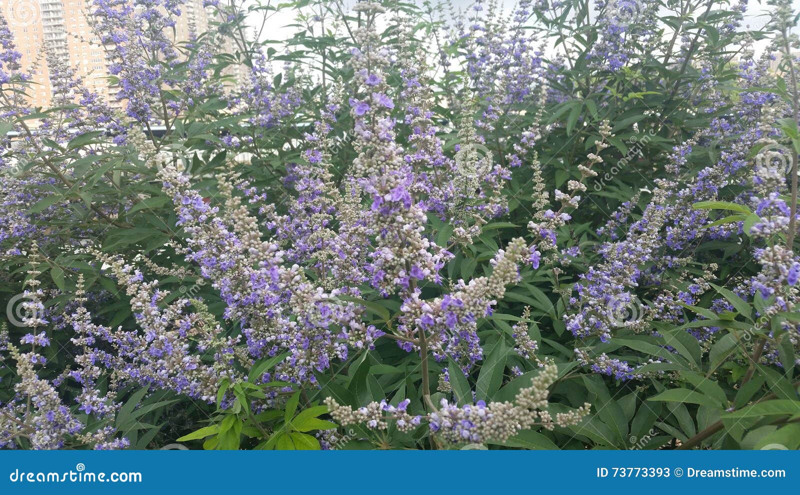 The Smell of Summer with Beautiful Violets in Bloom Stock Image Image of smell, beautiful