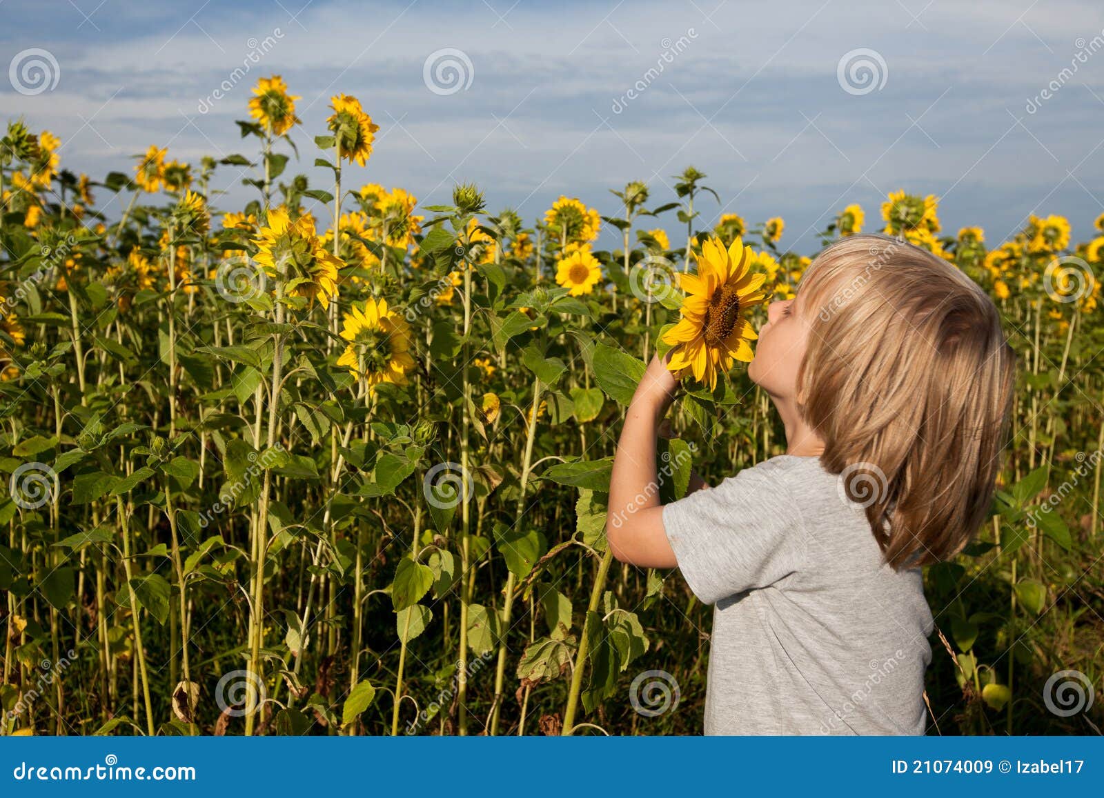 Smell the sunflower stock image. Image of smell, smelling 21074009