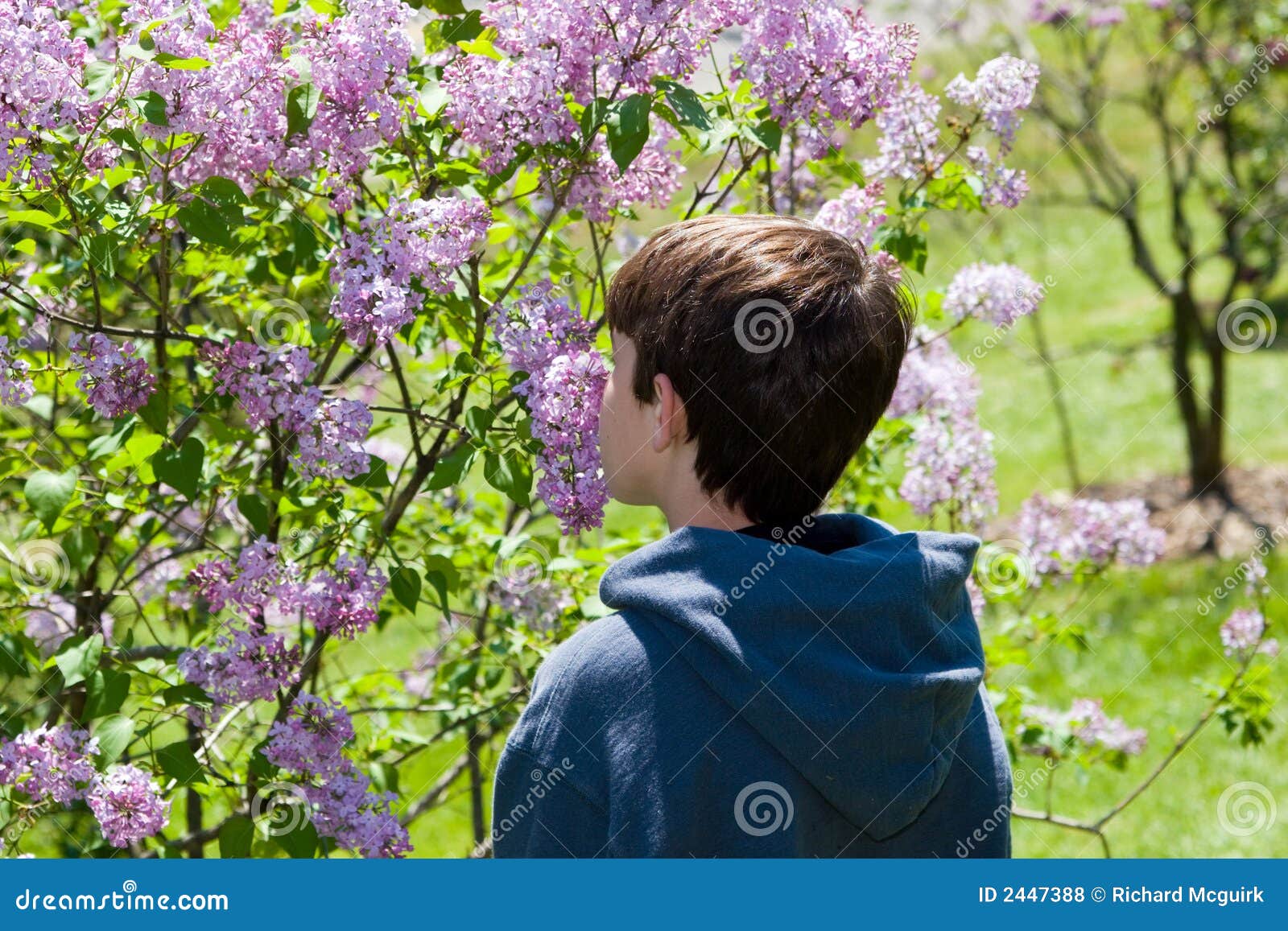 Smelling the flowers stock photo. Image of smell, brilliant 2447388