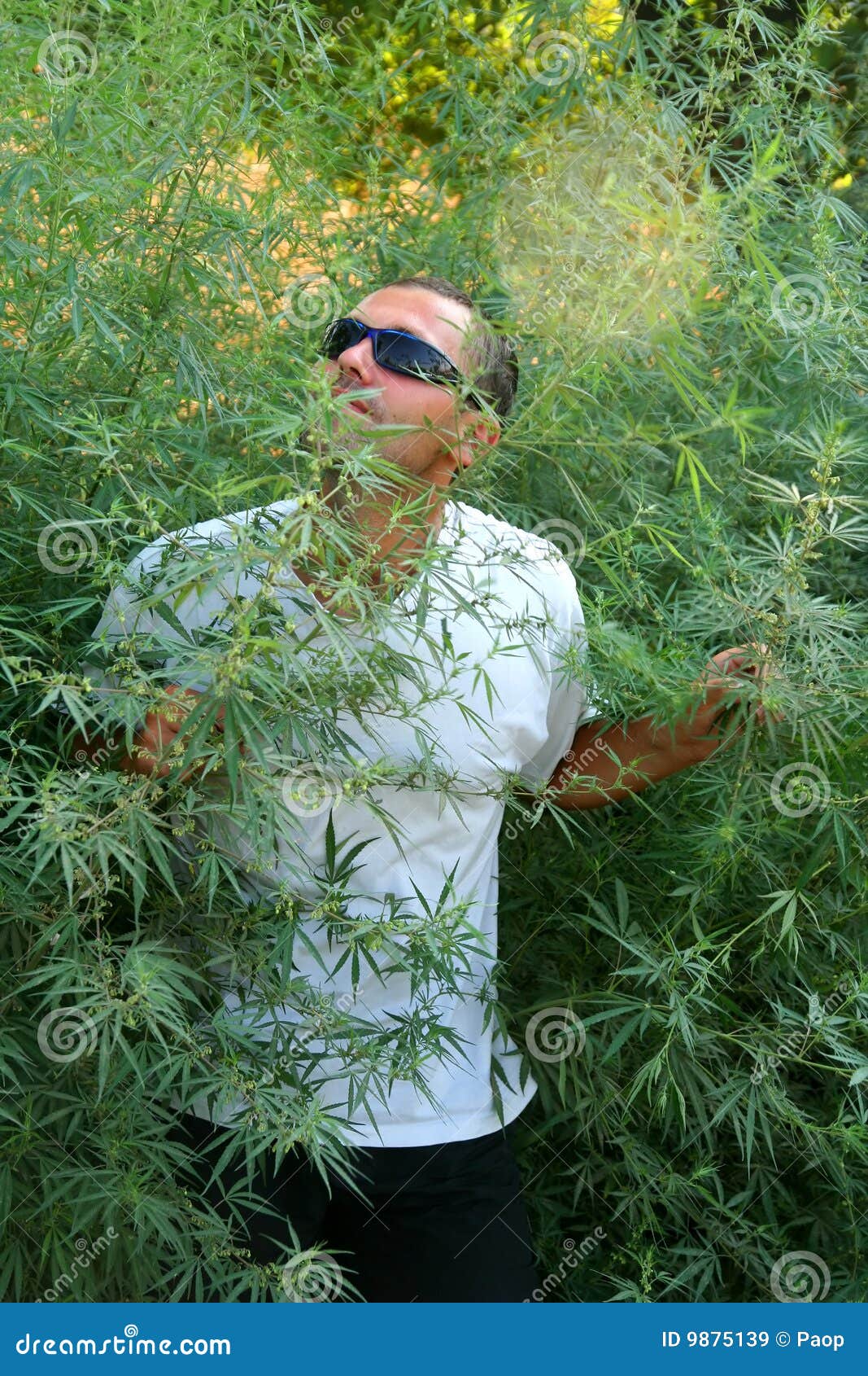 Smelling Marihuana stock image. Image of leaf, happy, addictive 9875139