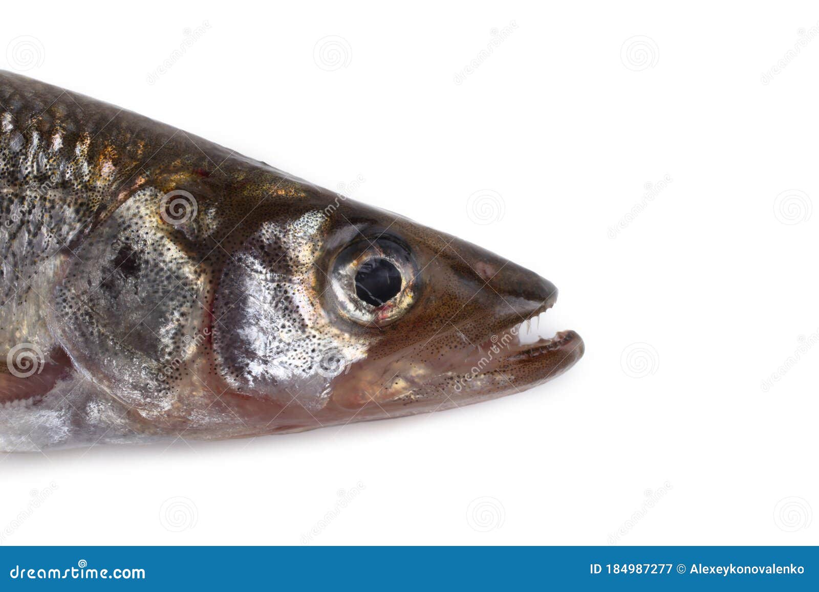 Smelt Fish Isolated on White. Big Pacific Smelt - Osmerus Mordax Stock  Image - Image of japan, fish: 184987277