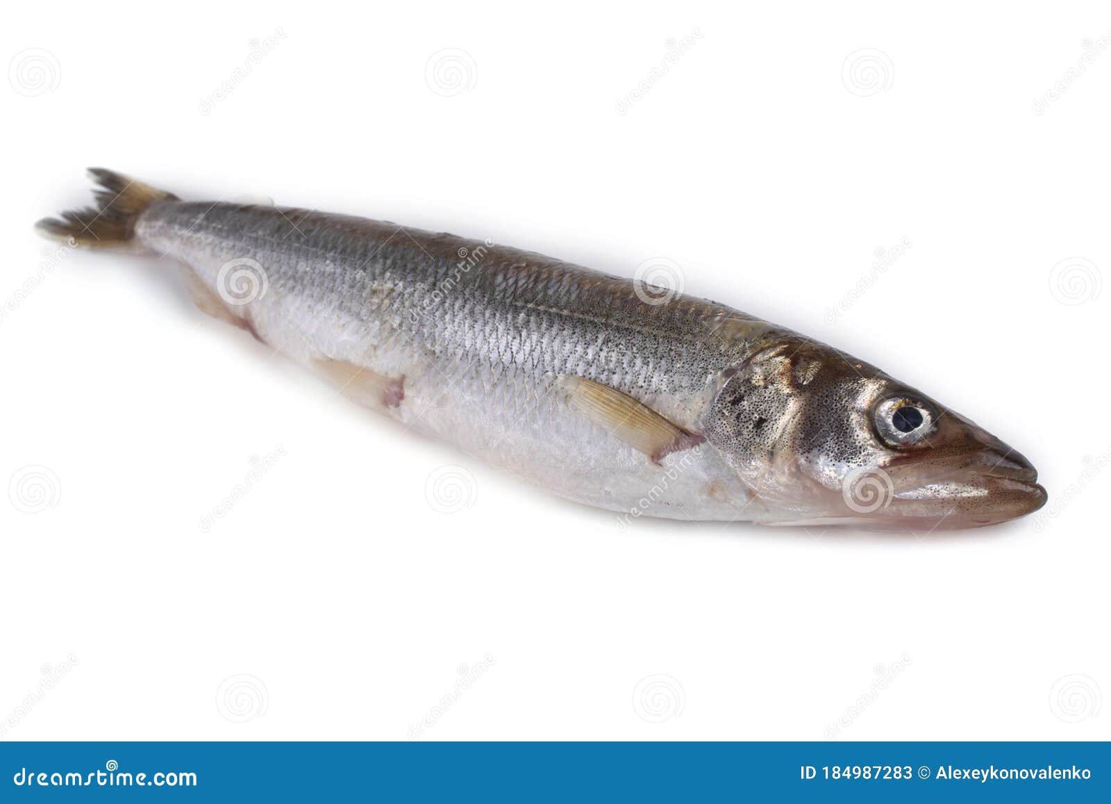 Smelt Fish Isolated on White. Big Pacific Smelt - Osmerus Mordax