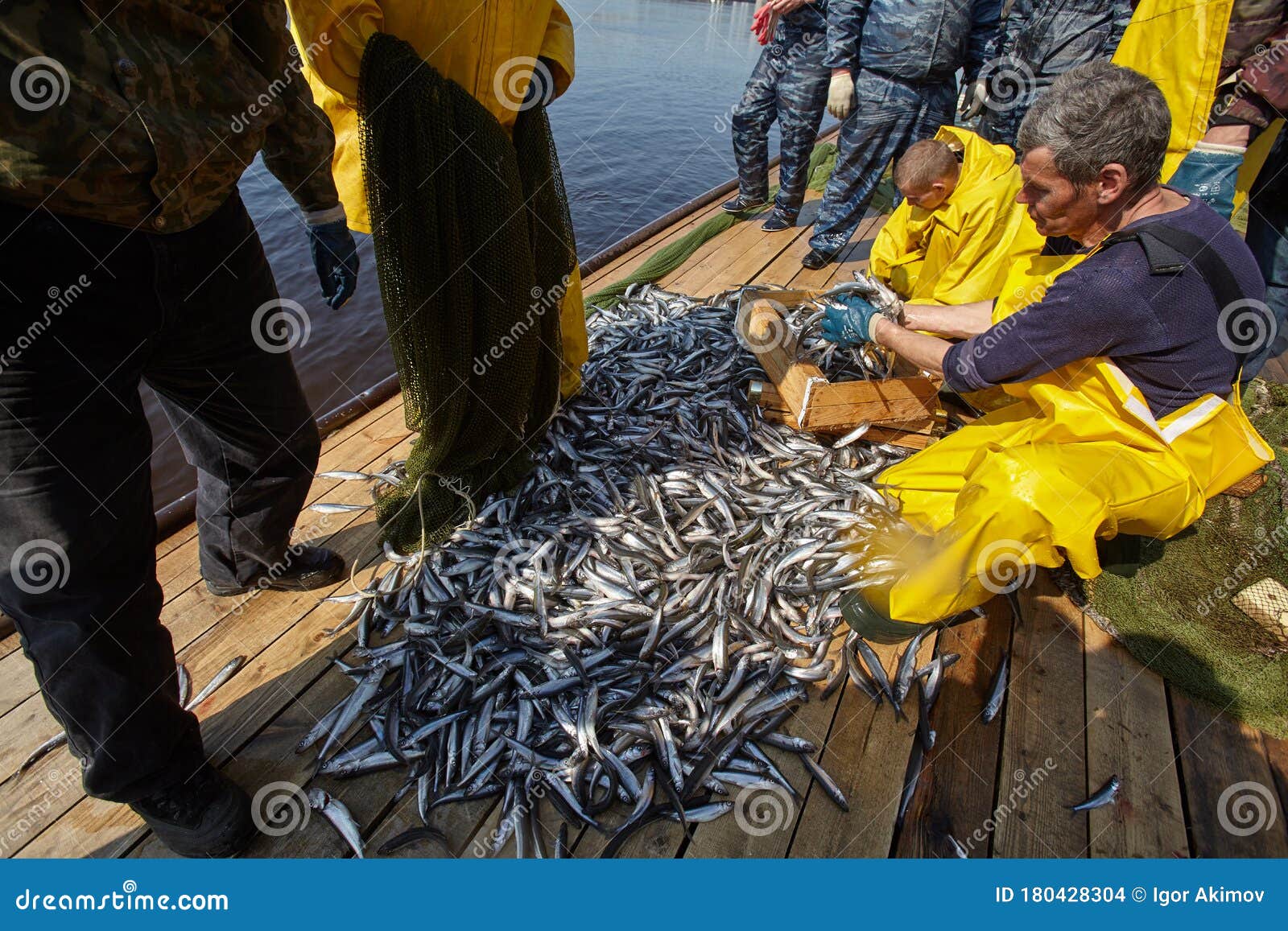 Smelt Fishing on the Neva River in St. Petersburg Editorial Stock Image -  Image of fish, active: 180428304