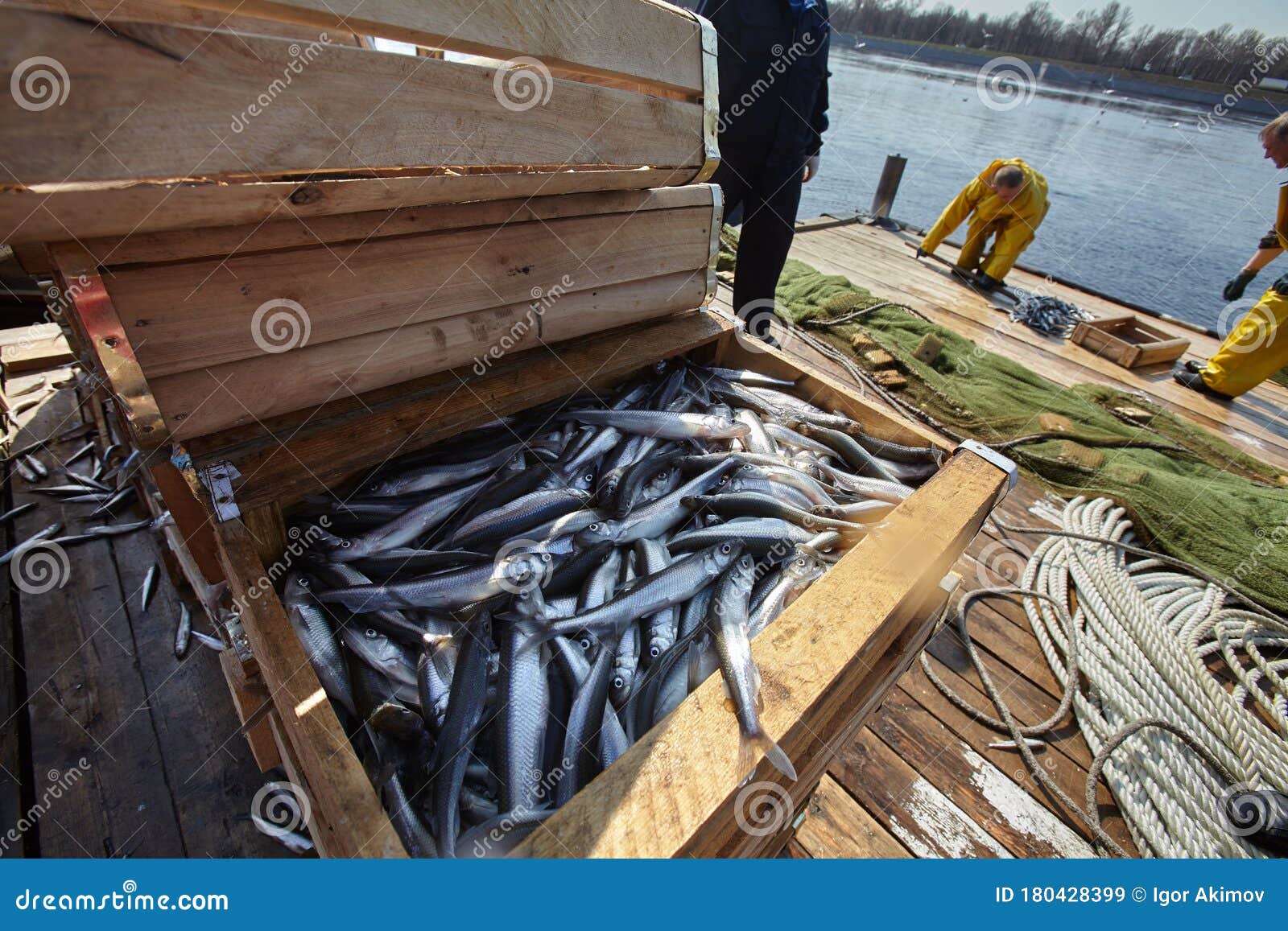 Smelt Fishing on the Neva River in St. Petersburg Editorial Stock Image -  Image of prey, fisherman: 180428399