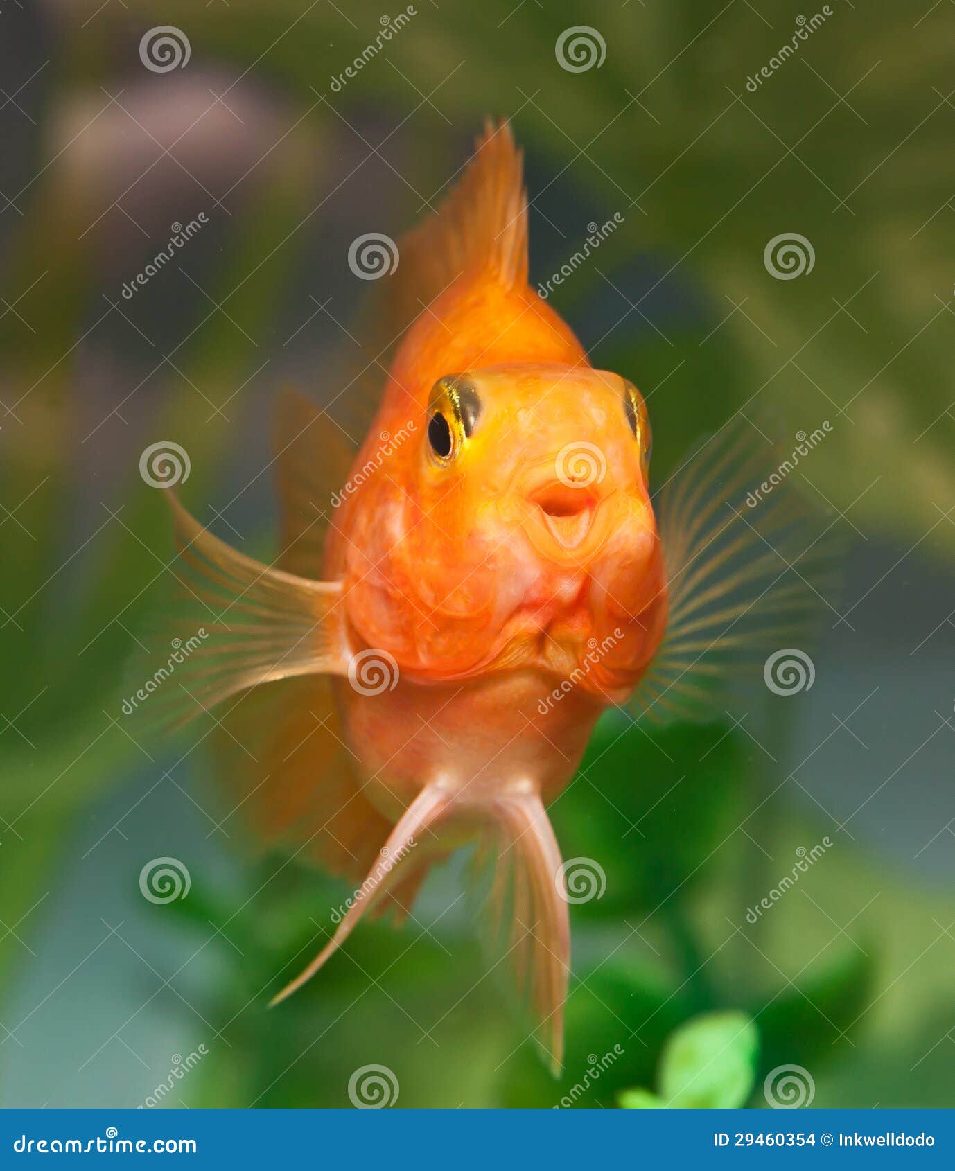 Happy smile of aquarium fish parrot