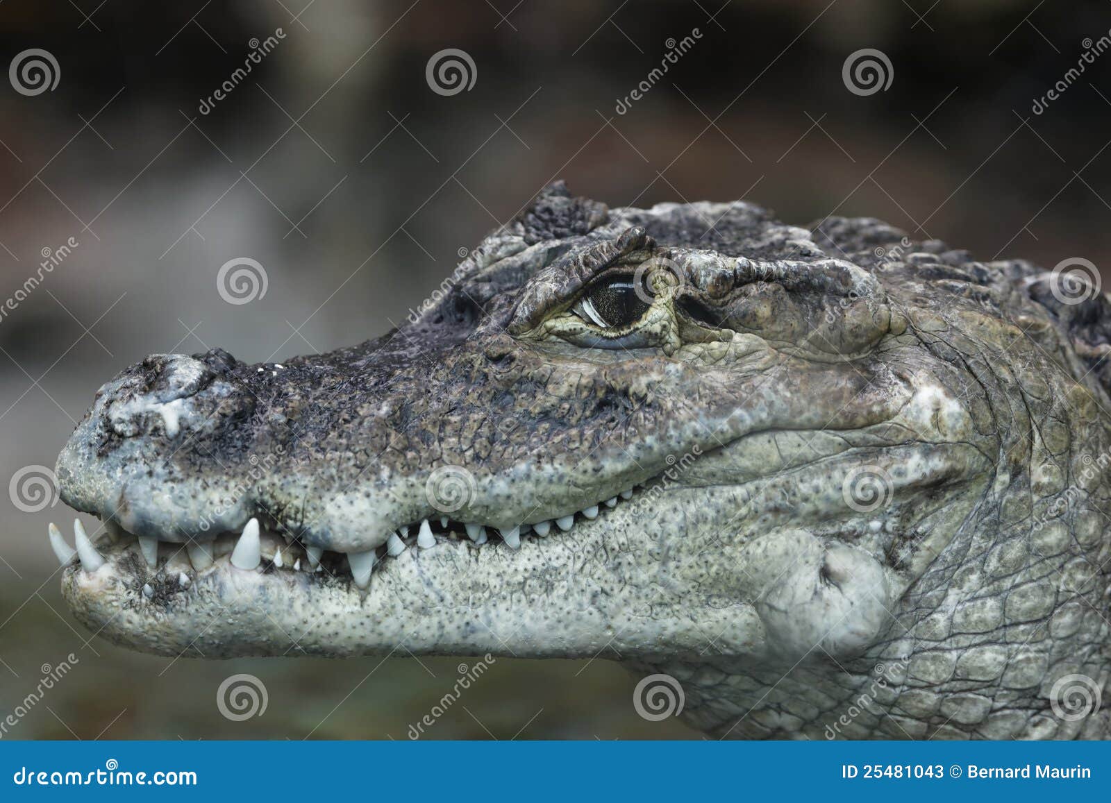 218 Crocodile Heart Stock Photos - Free & Royalty-Free Stock Photos from  Dreamstime