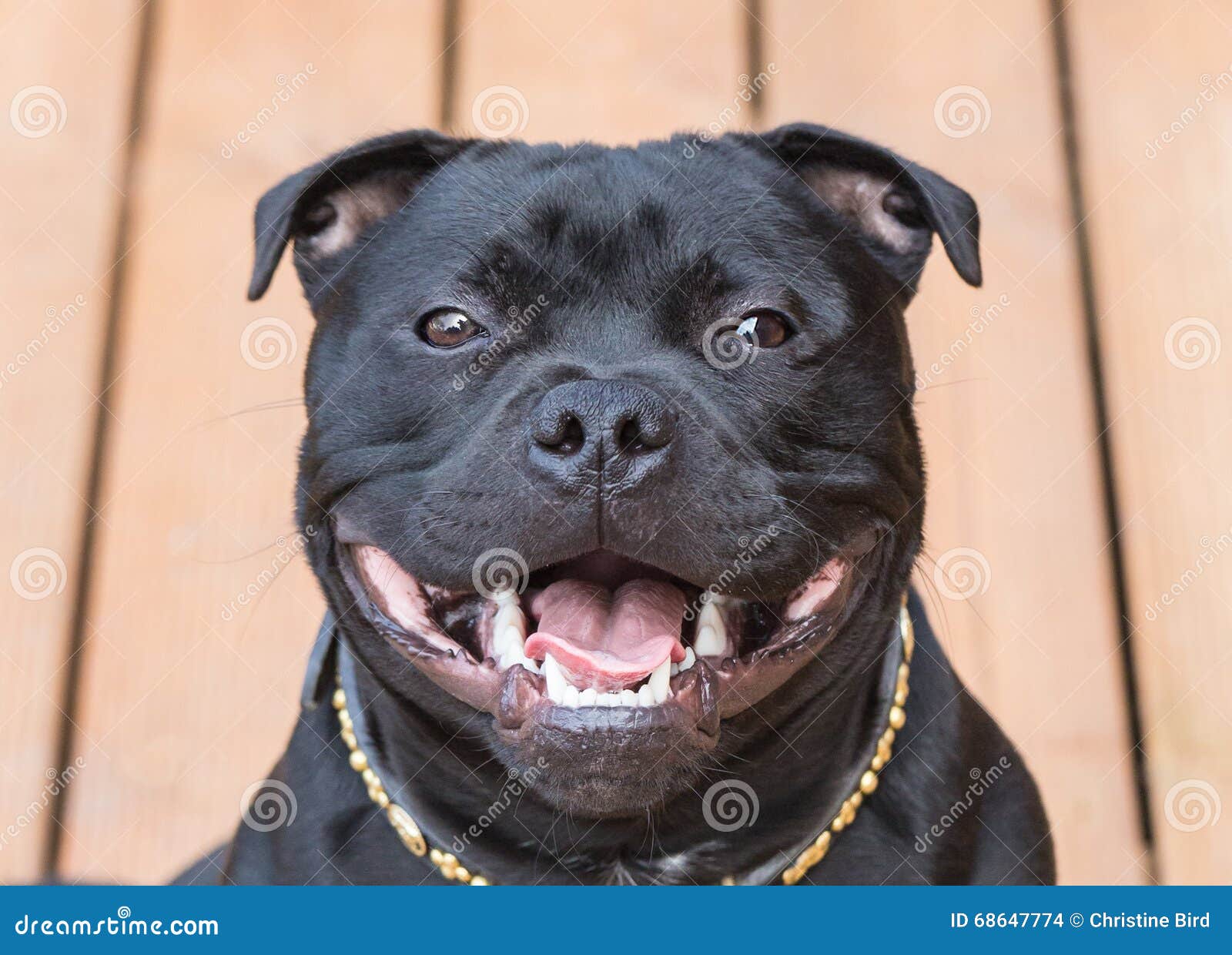 smiling staffordshire bull terrier