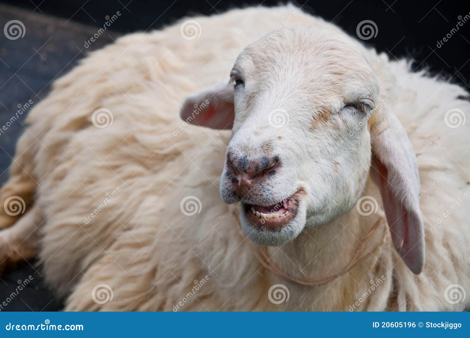 Smile Sheep Face RoyaltyFree Stock Image 62990980