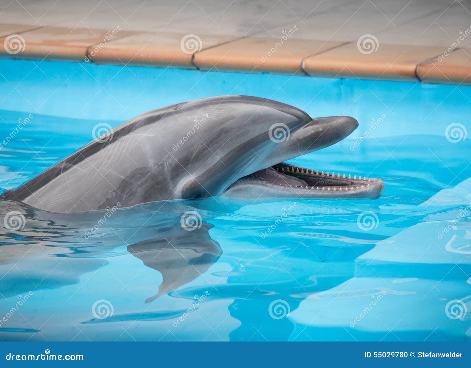 Smiley dolphin. Dolphin looks around, with attractive smile.