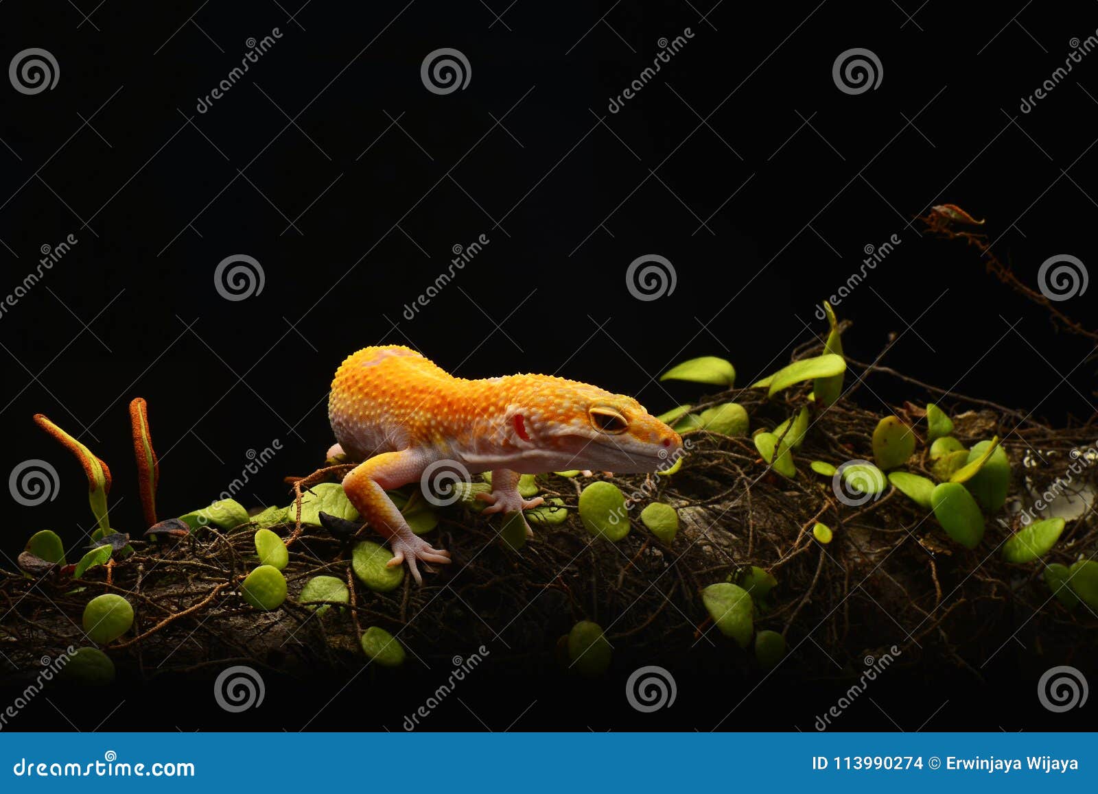 smiley leopard gecko macro photo-6
