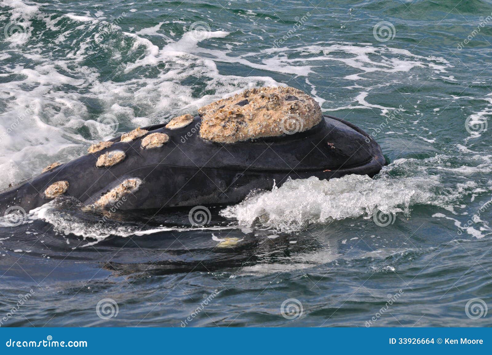 Smileygezicht. Het Zuidelijke juiste walvis hoofd tonen het is patern calositie.