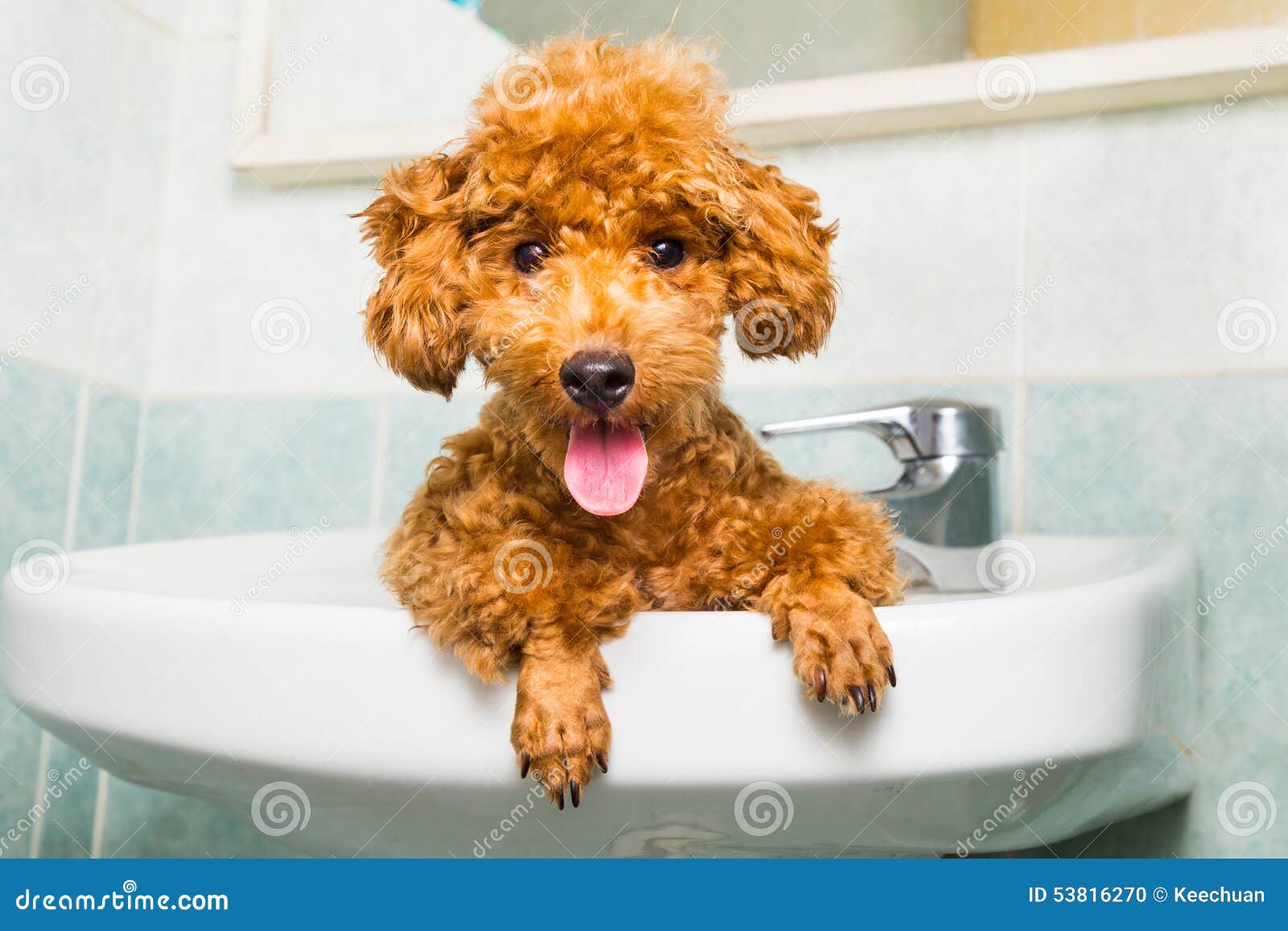 Smiling Brown Poodle Puppy Getting Ready for Bath in Basin Stock Photo Image of shower, canine