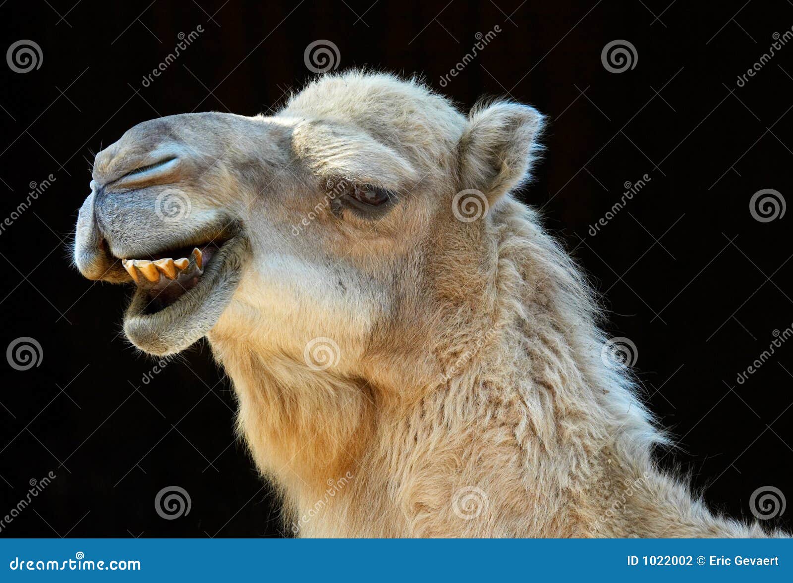 smiling camel
