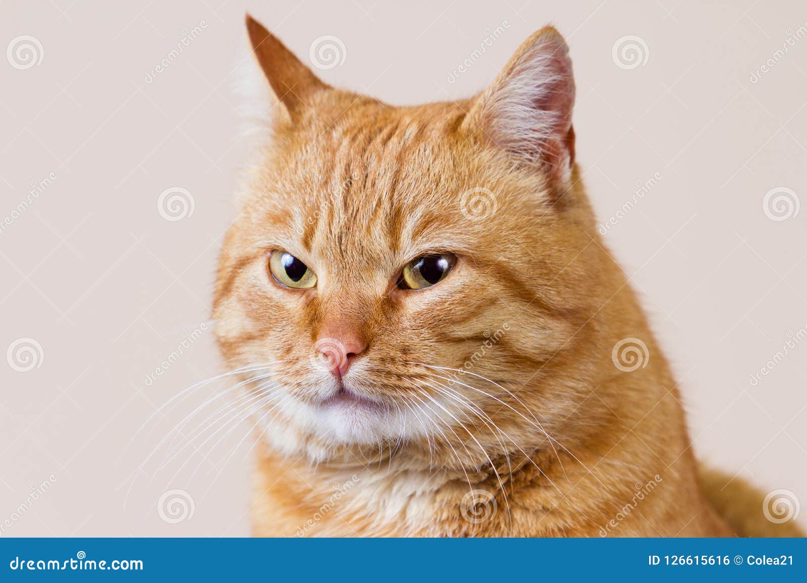 Smiling Cat with evil look stock photo. Image of keywords 126615616