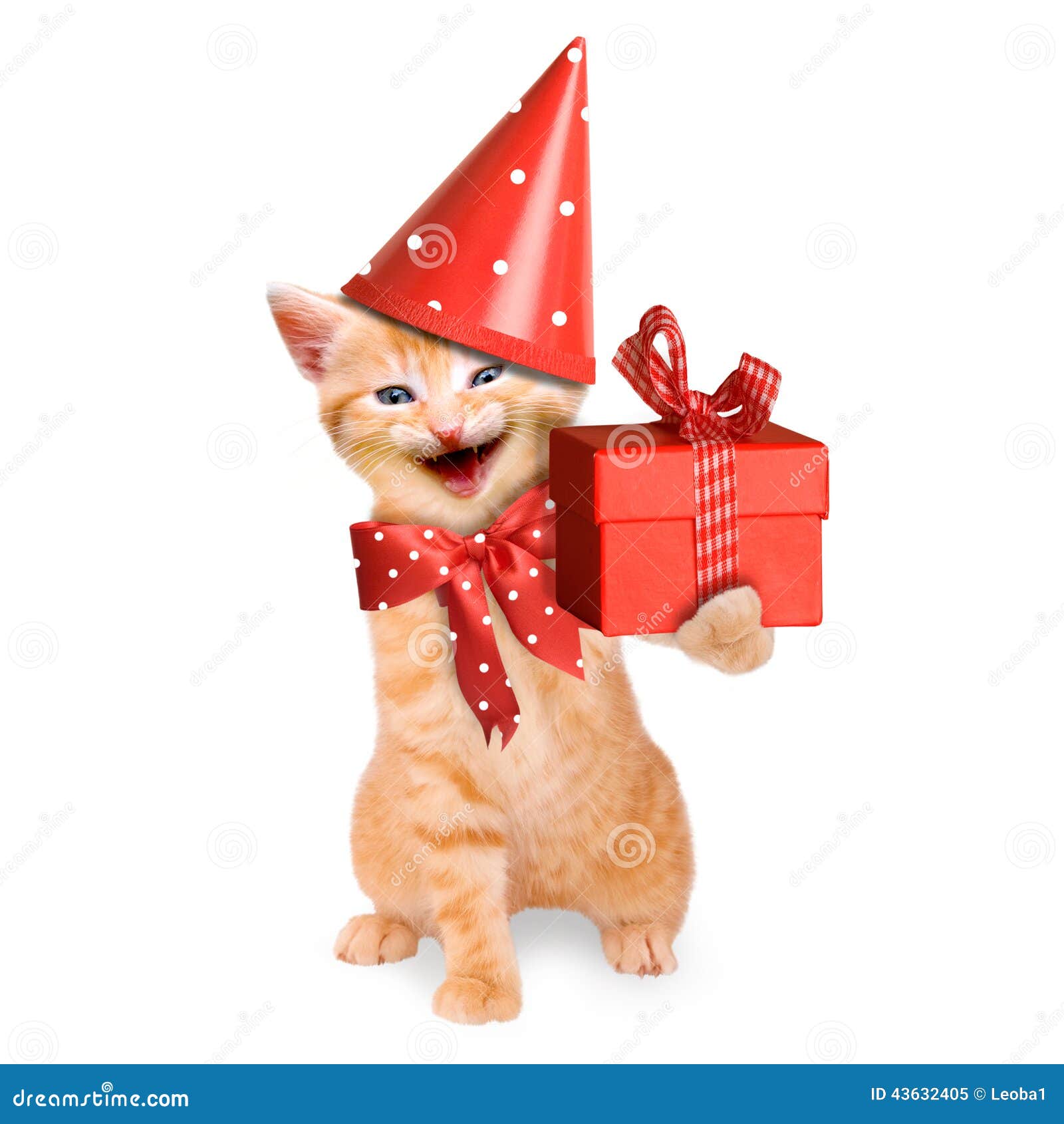 Smiling Cat / Kitten, Happy Birthday Isolated Stock Photo - Image: 43632405