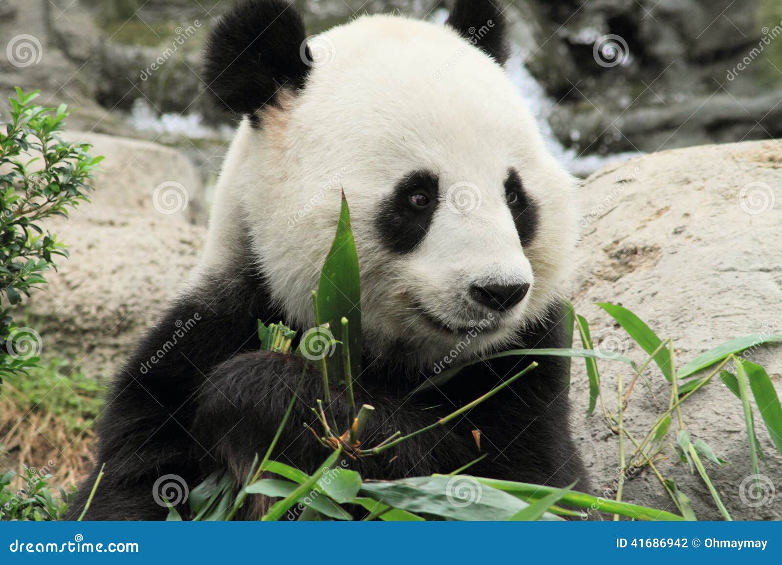 Smiling Chinese Panda Stock Photo Image Of Bamboo Happy 41686942