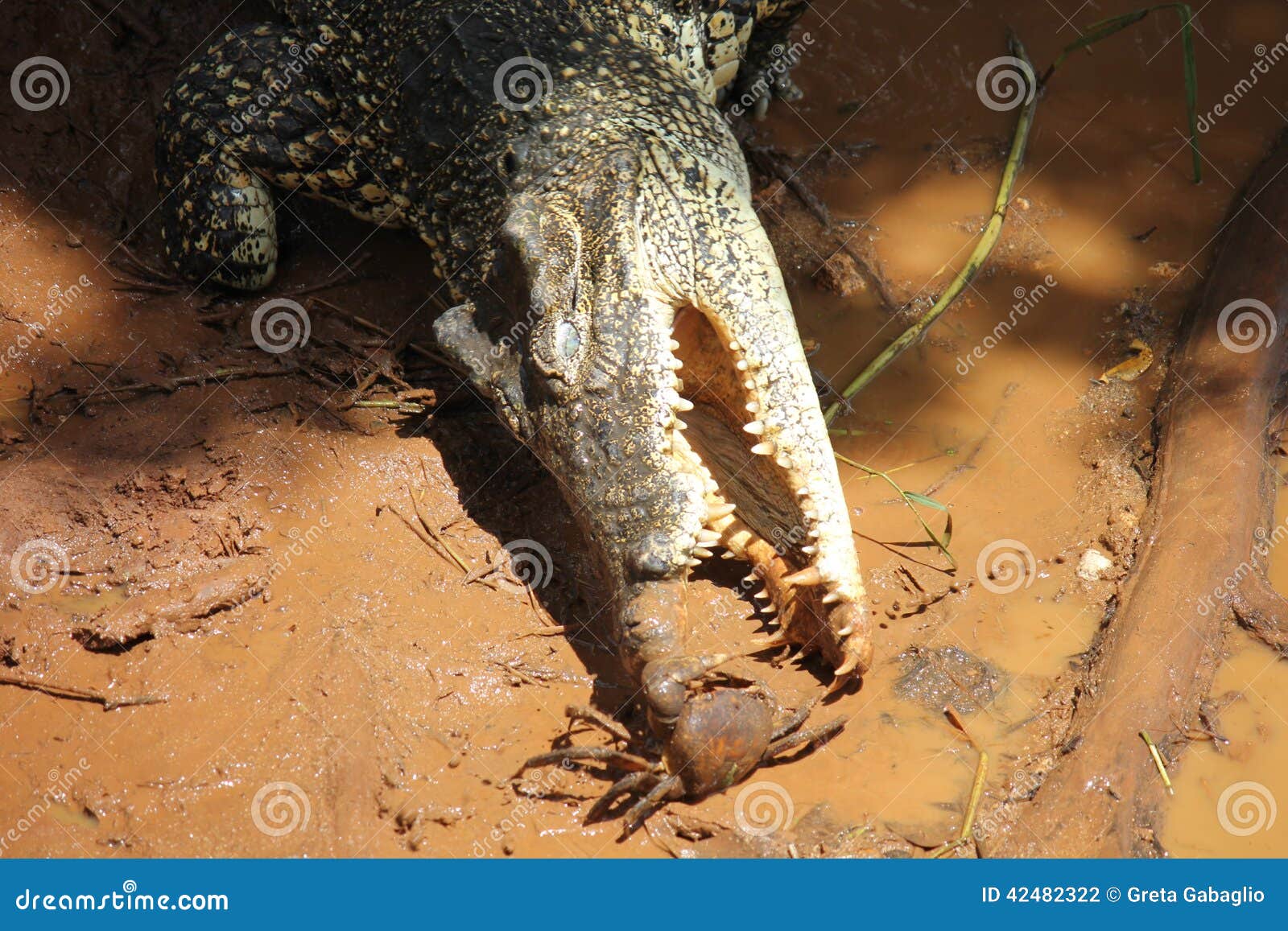 smiling crocodile eating crab
