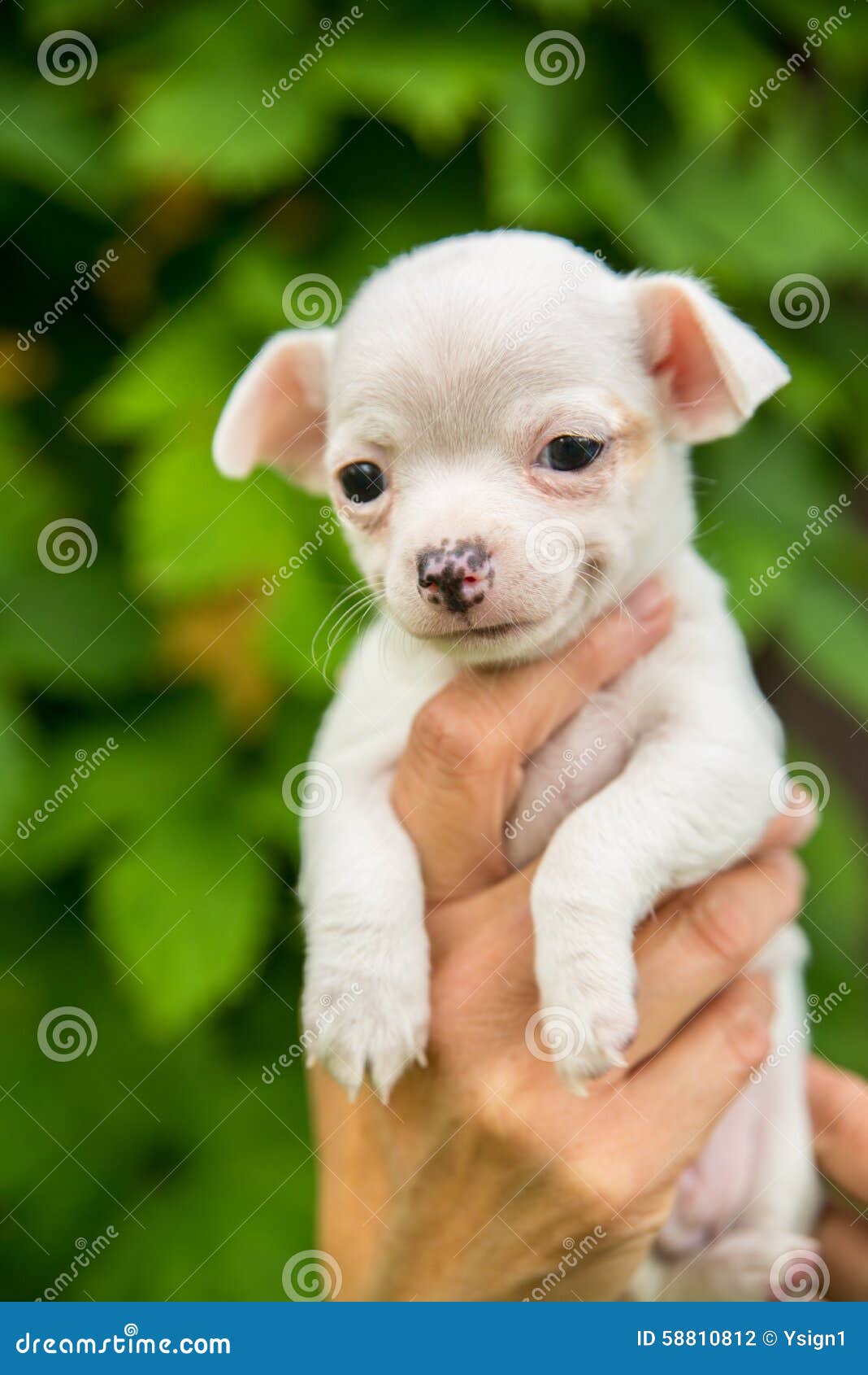 white chihuahua puppy