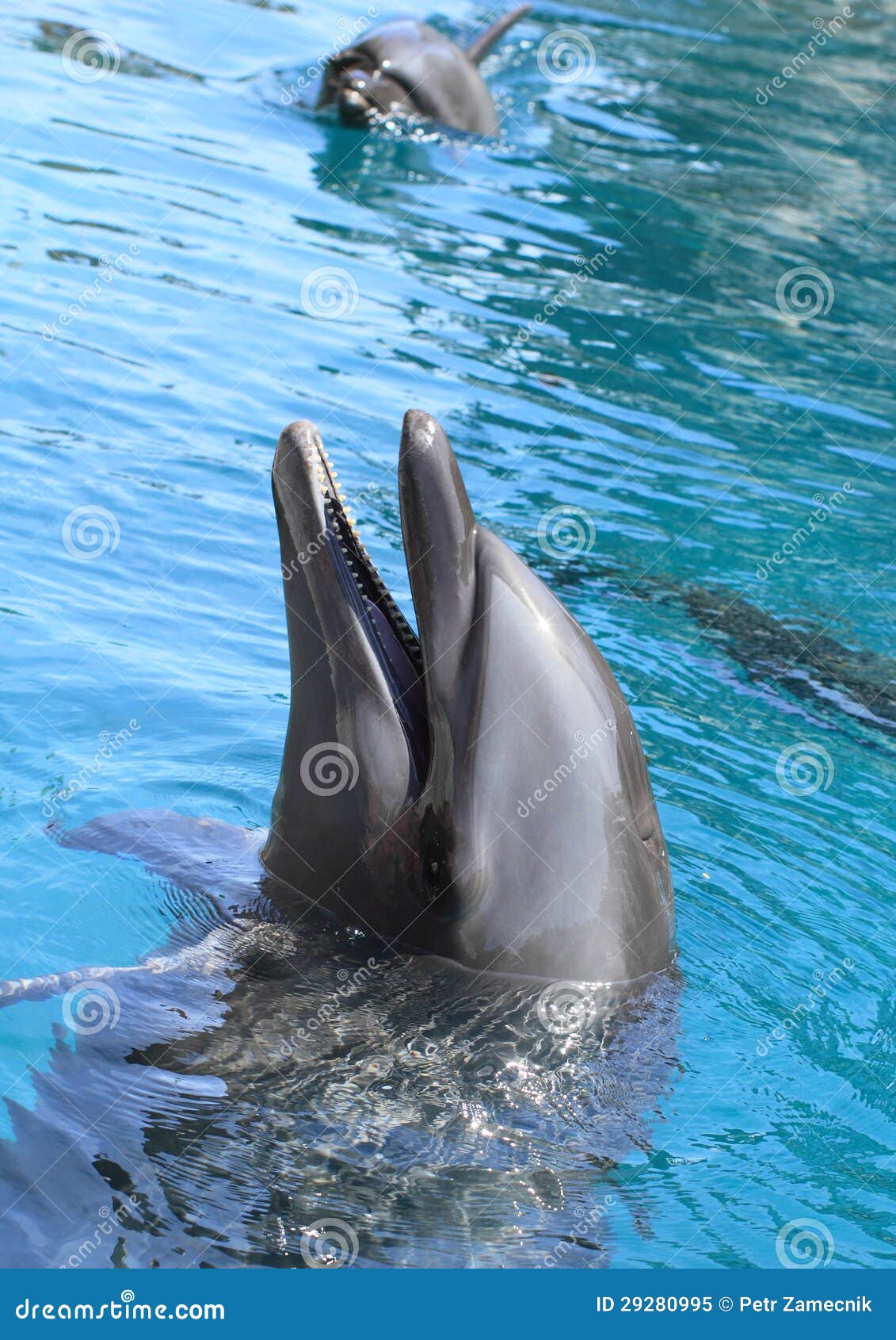 Smiling dolphin stock image. Image of ocean, mammal, water - 29280995