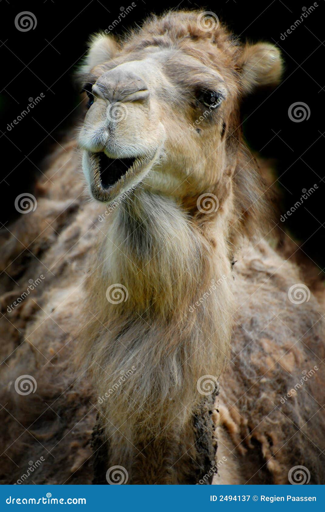 smiling dromedary