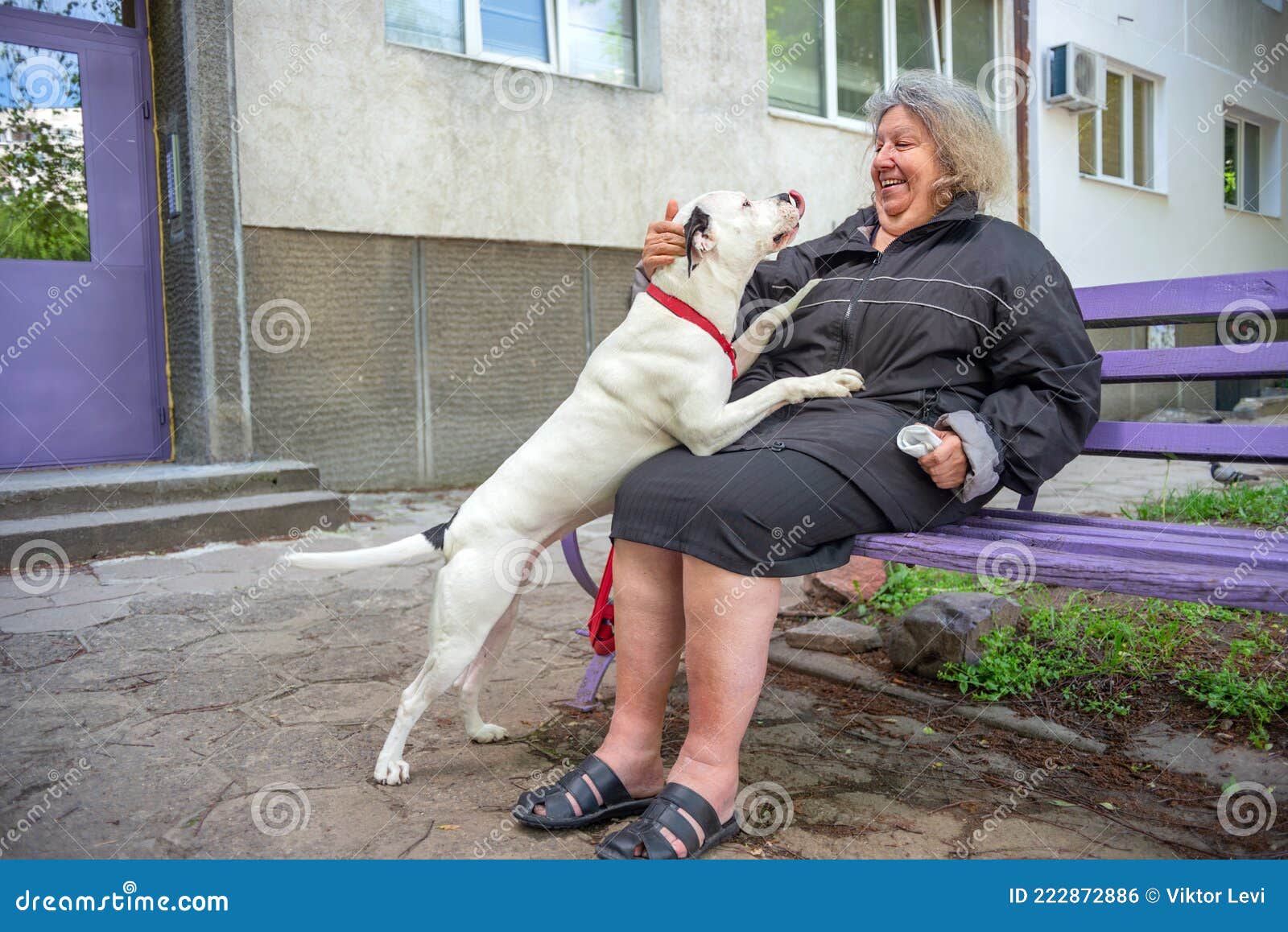 smiling elderly woman sitting on a bench with dog trying to lick her face