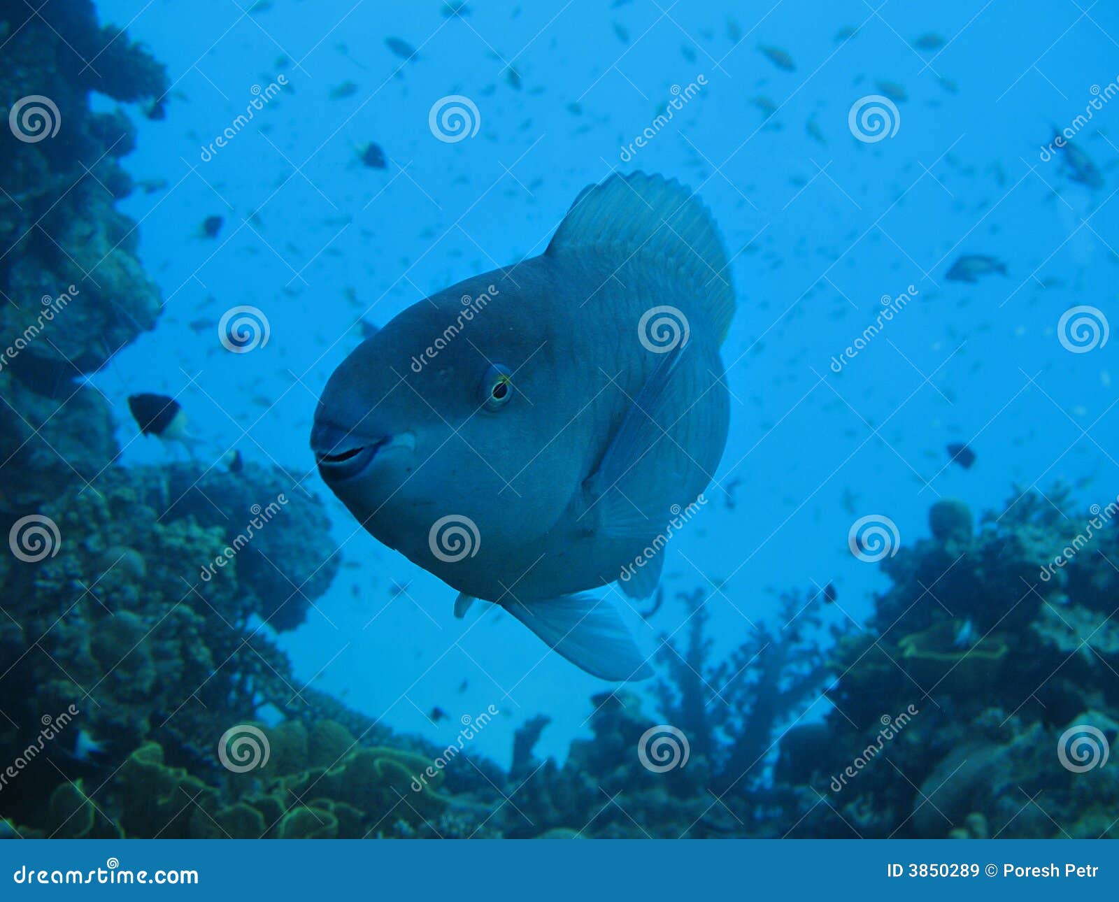 Smiling fish stock image. Image of fellow, beautiful, sand - 3850289