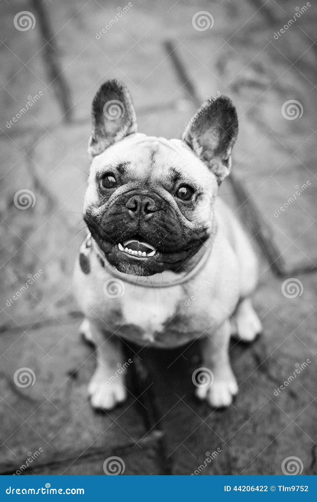 Smiling french Bulldog stock photo. Image of bulldog - 44206422