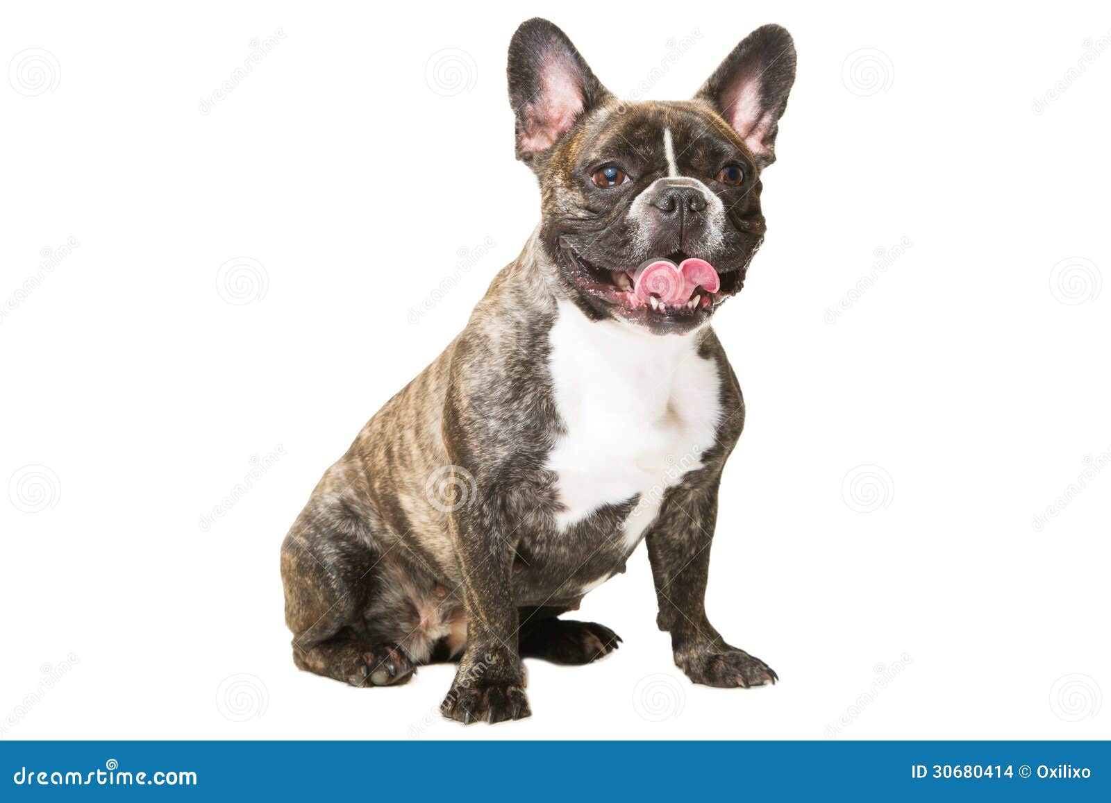 Smiling French Bulldog Of Tiger Color On Isolated White Stock Photo ...