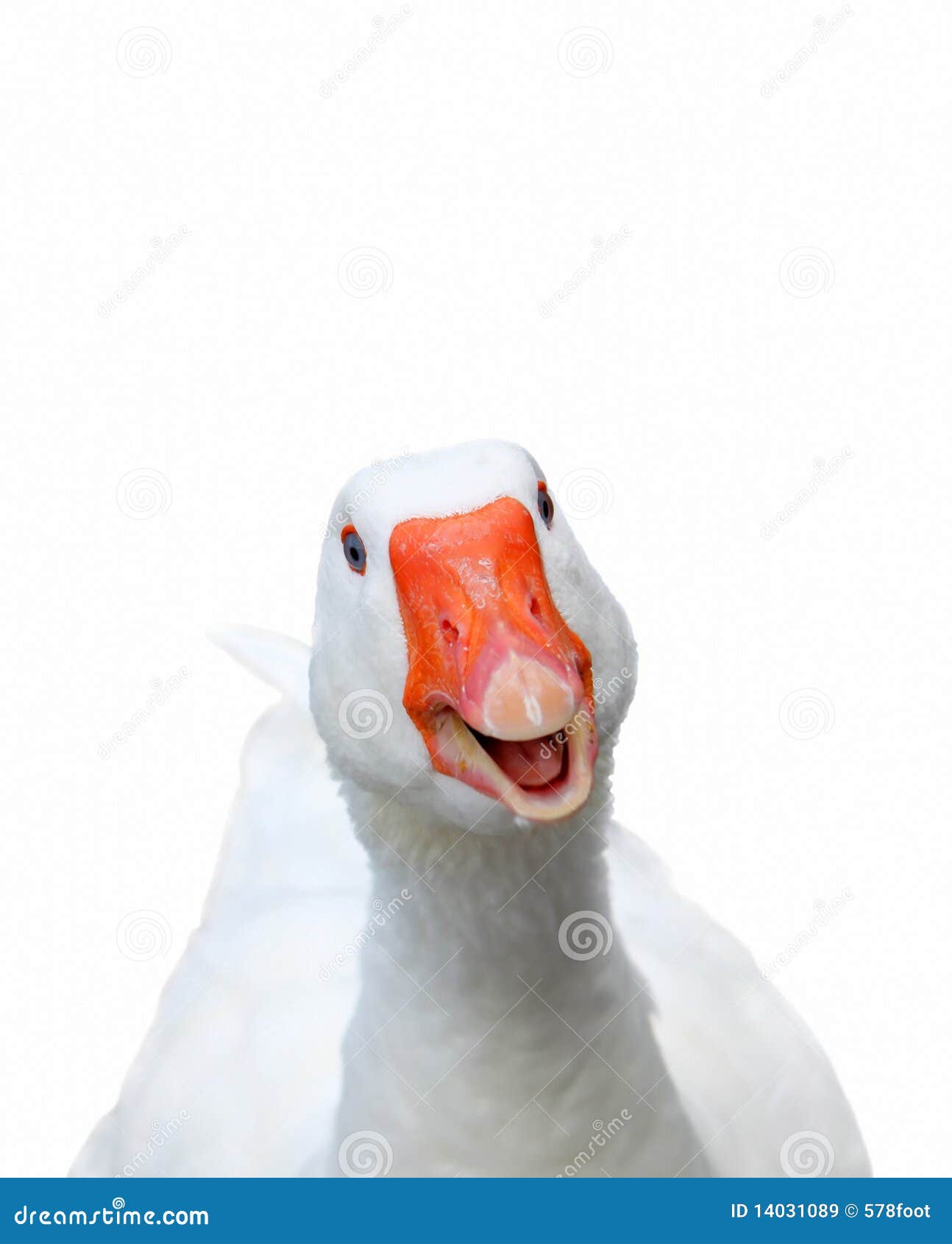 smiling goose