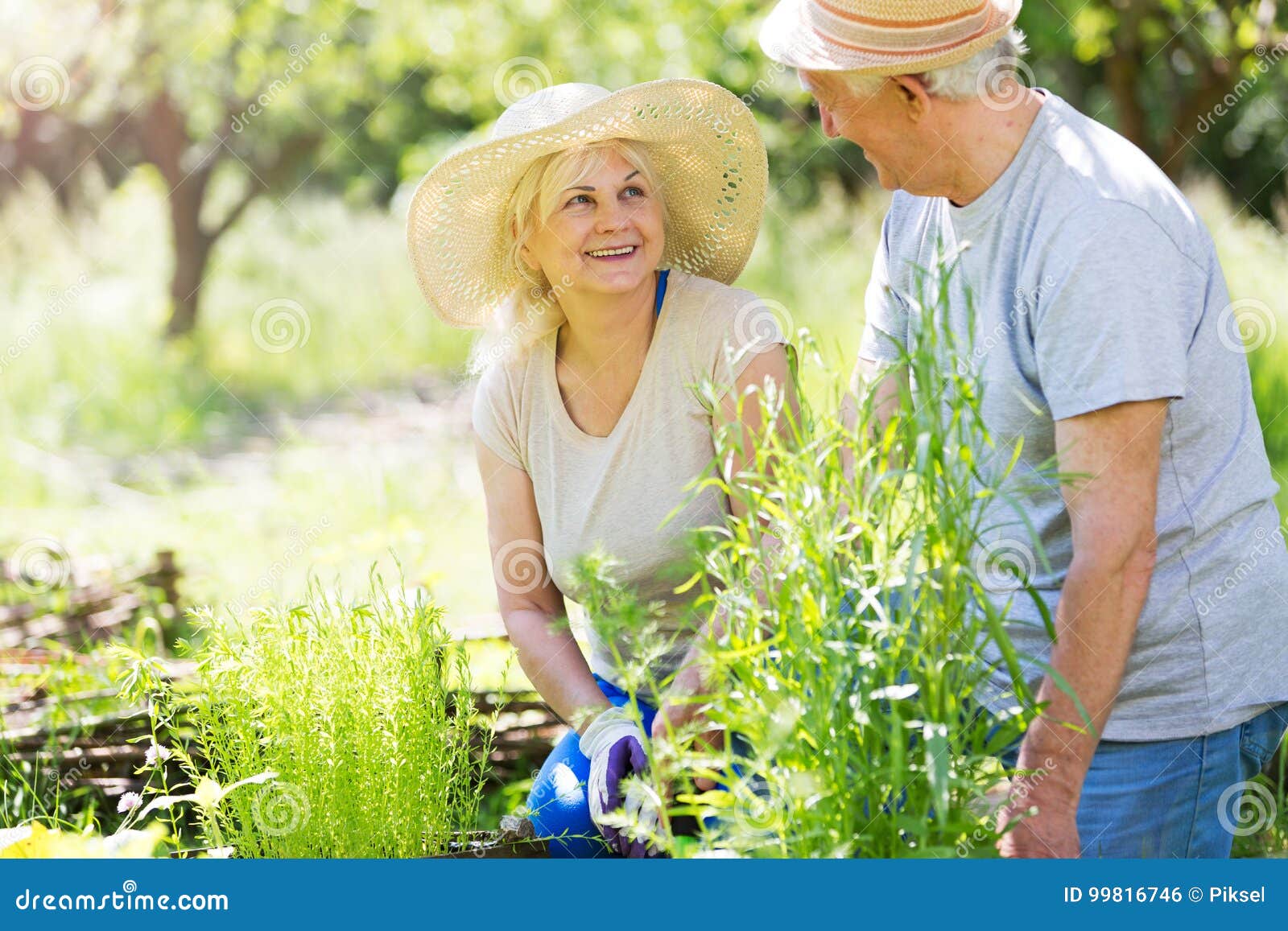 Senior couple gardening stock photo. Image of caucasian - 99816746