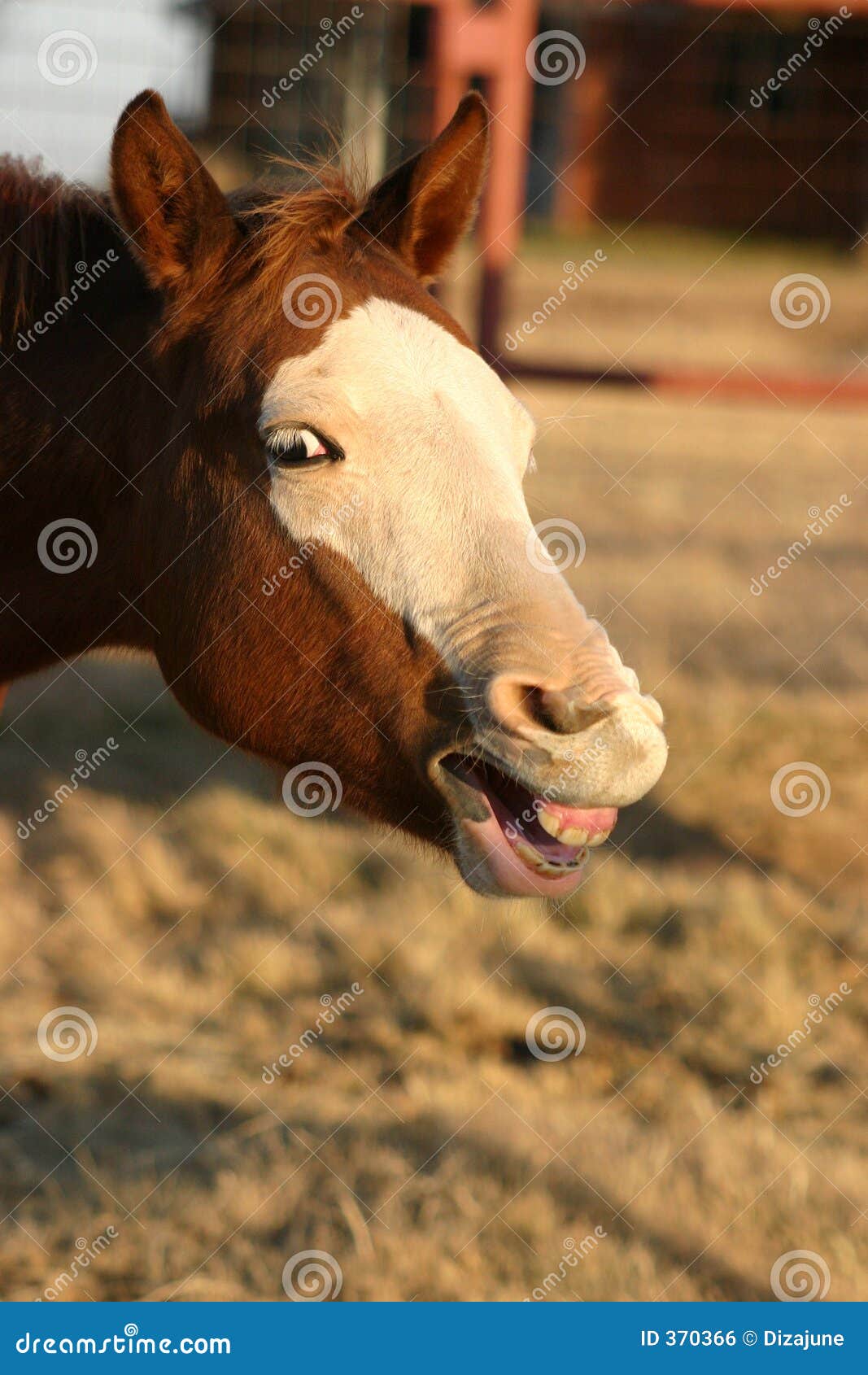 Smiling Horse Stock Photos, Images and Backgrounds for Free Download