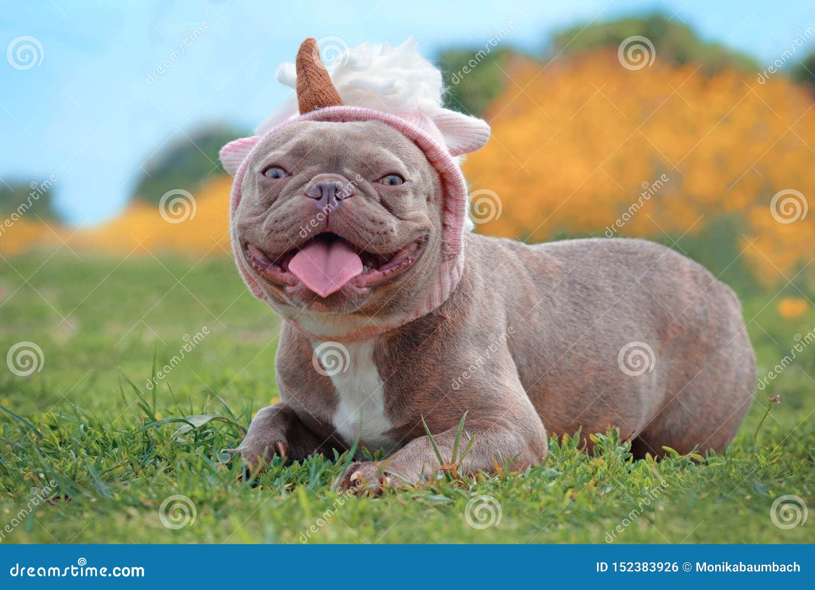 lilac brindle bulldog