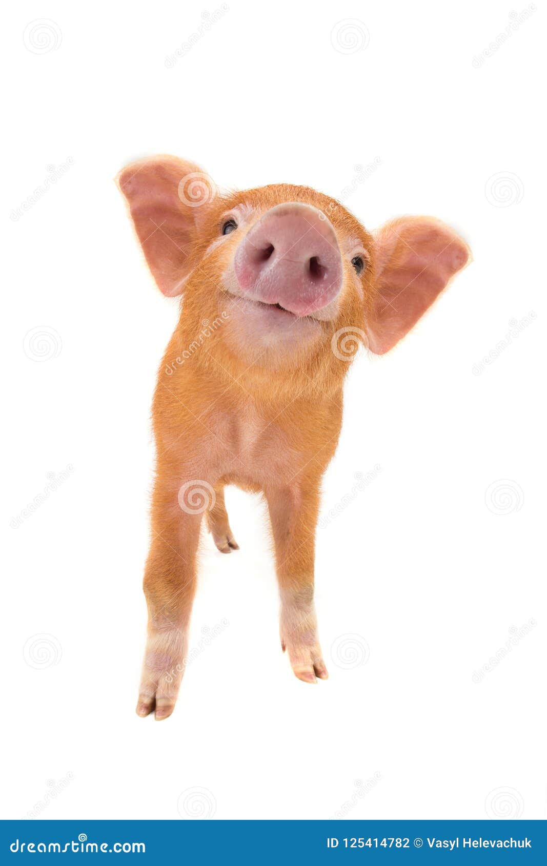 smiling piglet 