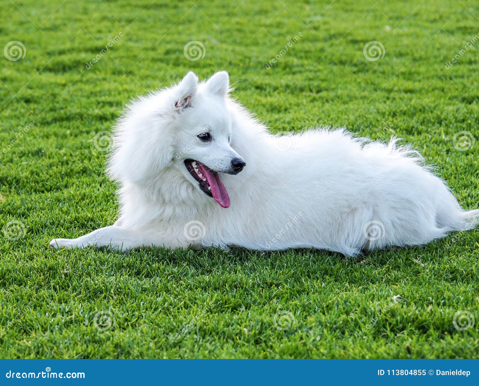 1 138 Japanese Spitz Dog Photos Free Royalty Free Stock Photos From Dreamstime