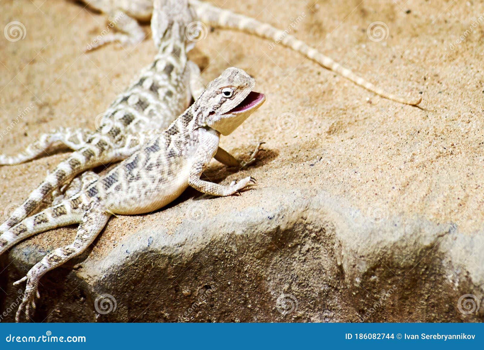 pics Smiling Lizard Couple dreamstime com