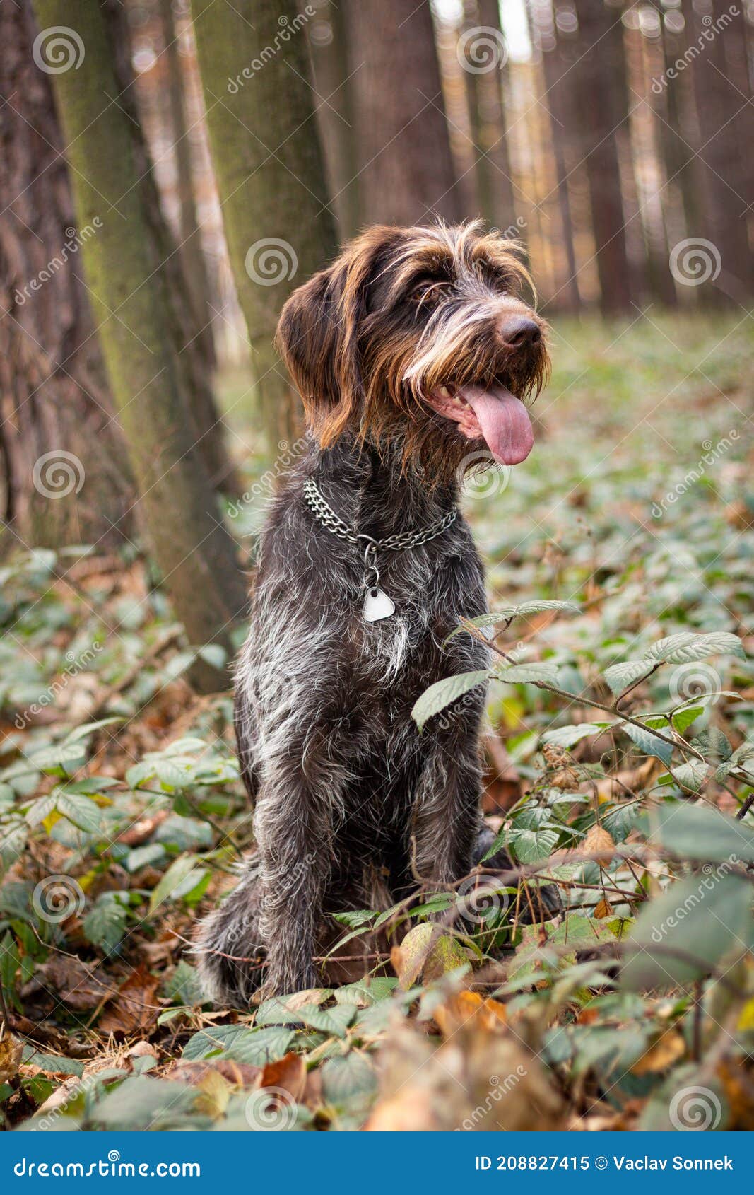 smiling and satisfied bitch rough-coated bohemian pointer sitting in the middle of forest in bushes and watching what is happening