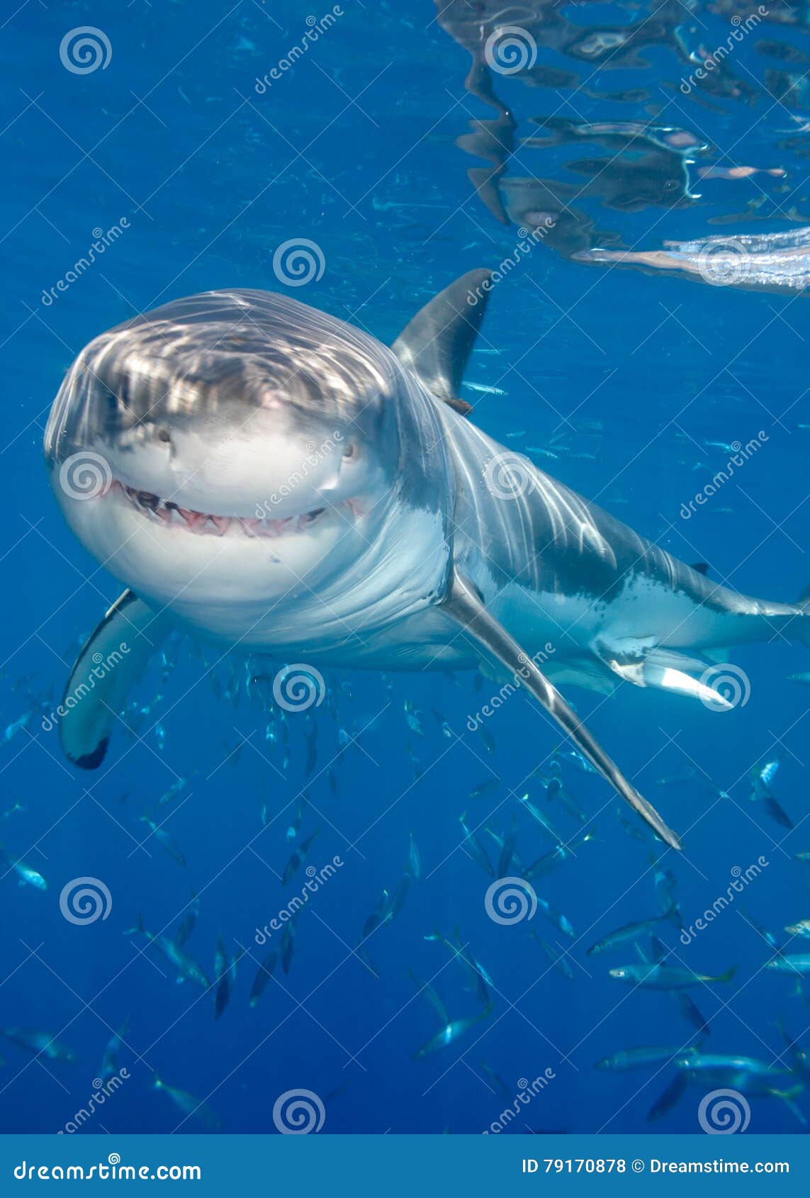 https://thumbs.dreamstime.com/z/smiling-shark-great-white-looks-to-camera-near-surface-water-79170878.jpg