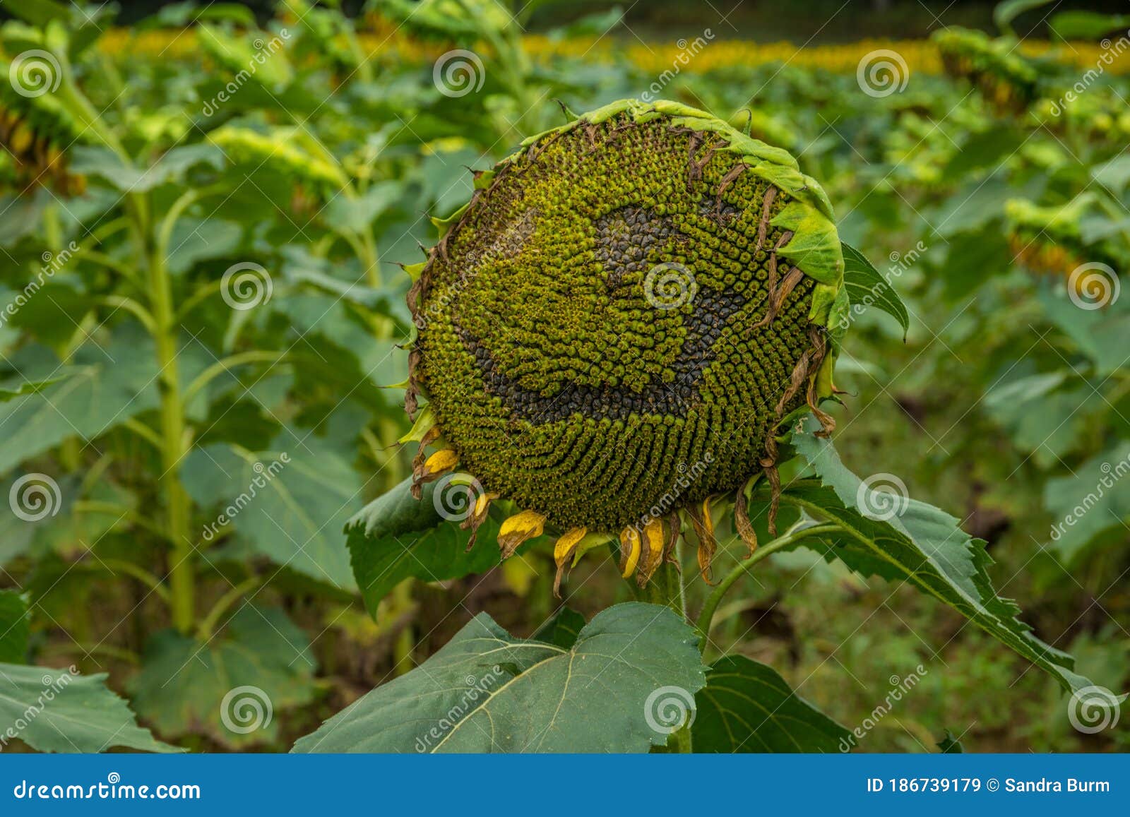 Smiling Sunflower Plant in a Field Stock Image - Image of joyful, grin ...