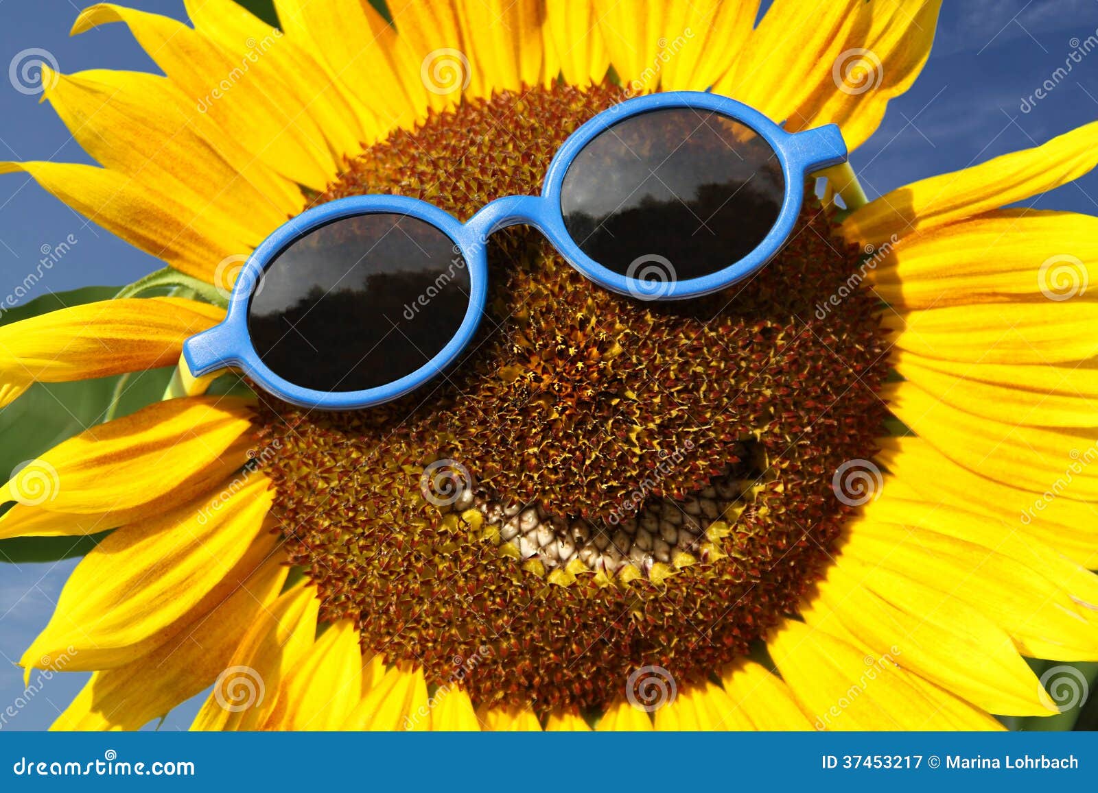 Smiling sunflower stock image. Image of floral, mouth 37453217