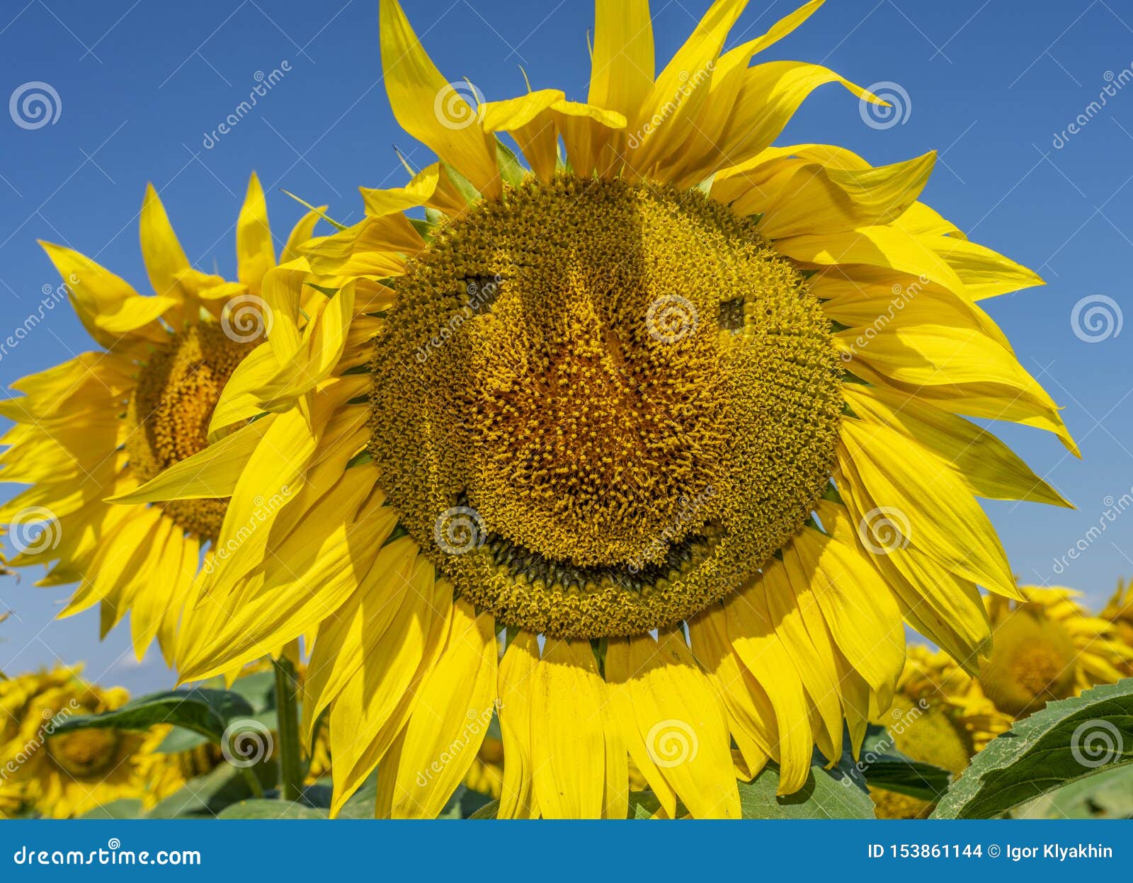 Download Smiling Sunflowers, Sunflower Flowers Depict A Smile Close ...