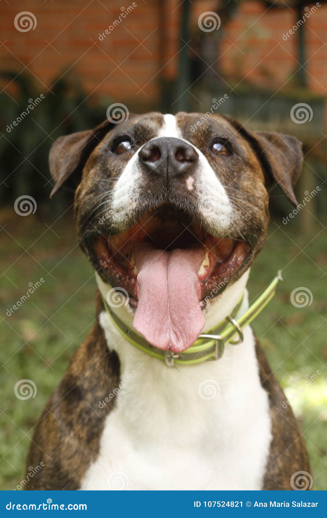 smiling and sweetest dog