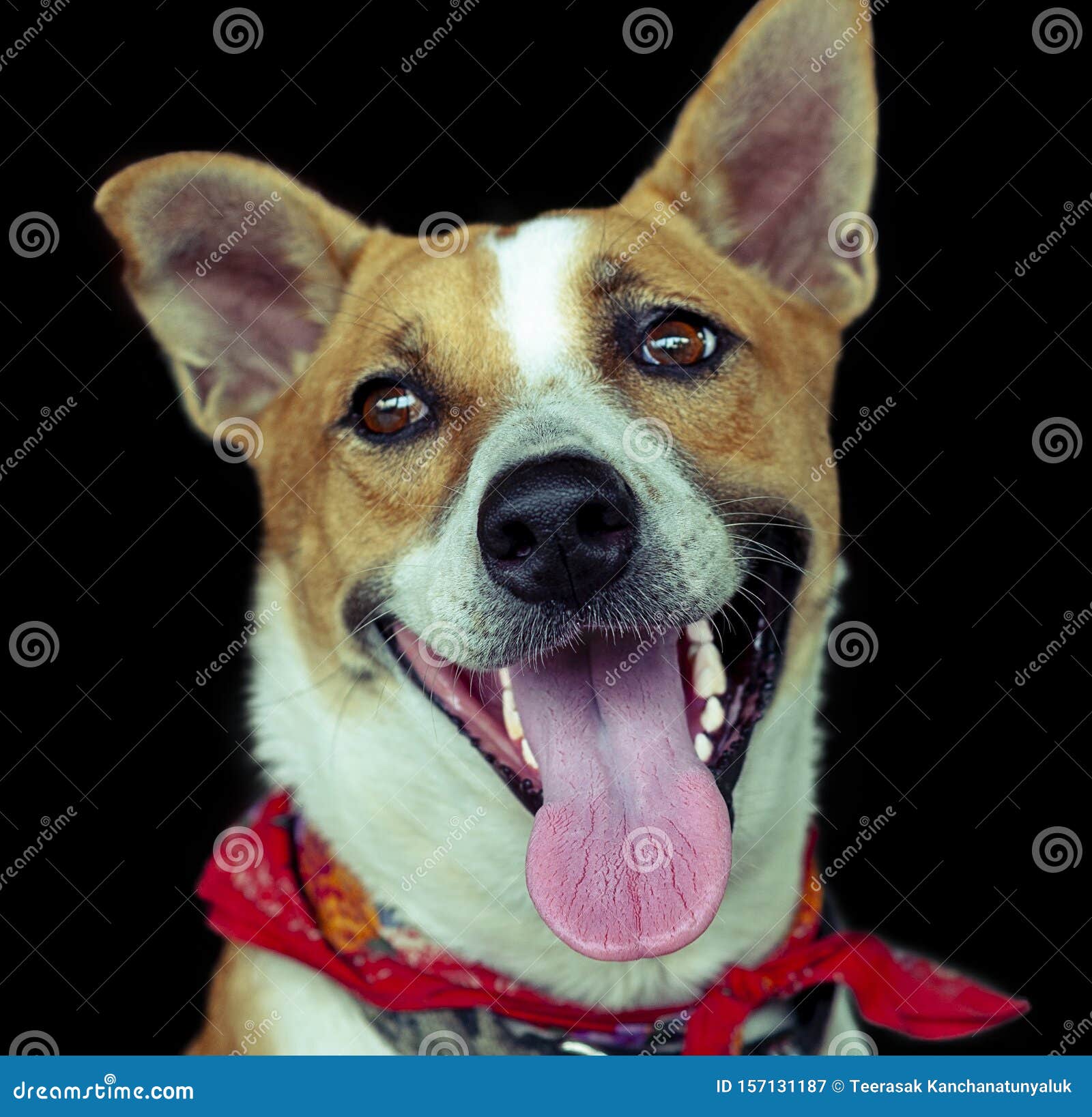 Smiling Thaiâ€™s Dog with White Teeth. Stock Image Image of beautiful, asian 157131187