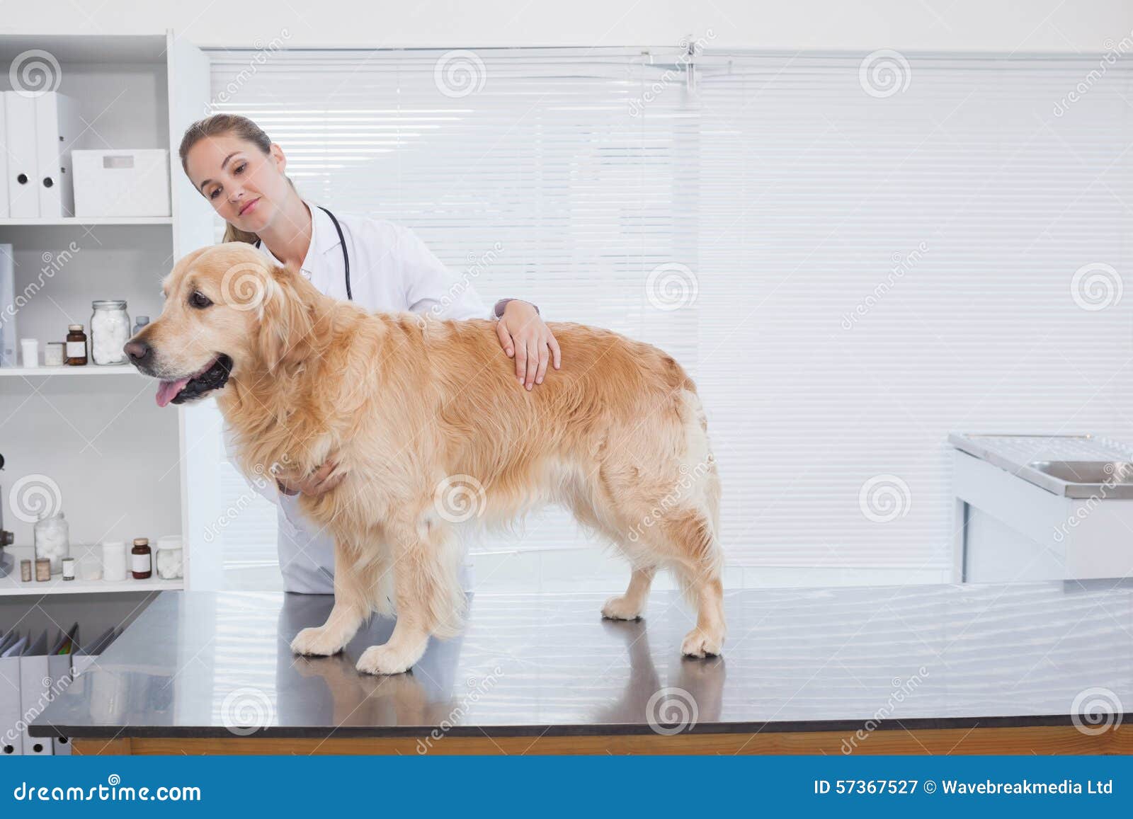 Smiling Vet Examining a Labrador Stock Image Image of occupation