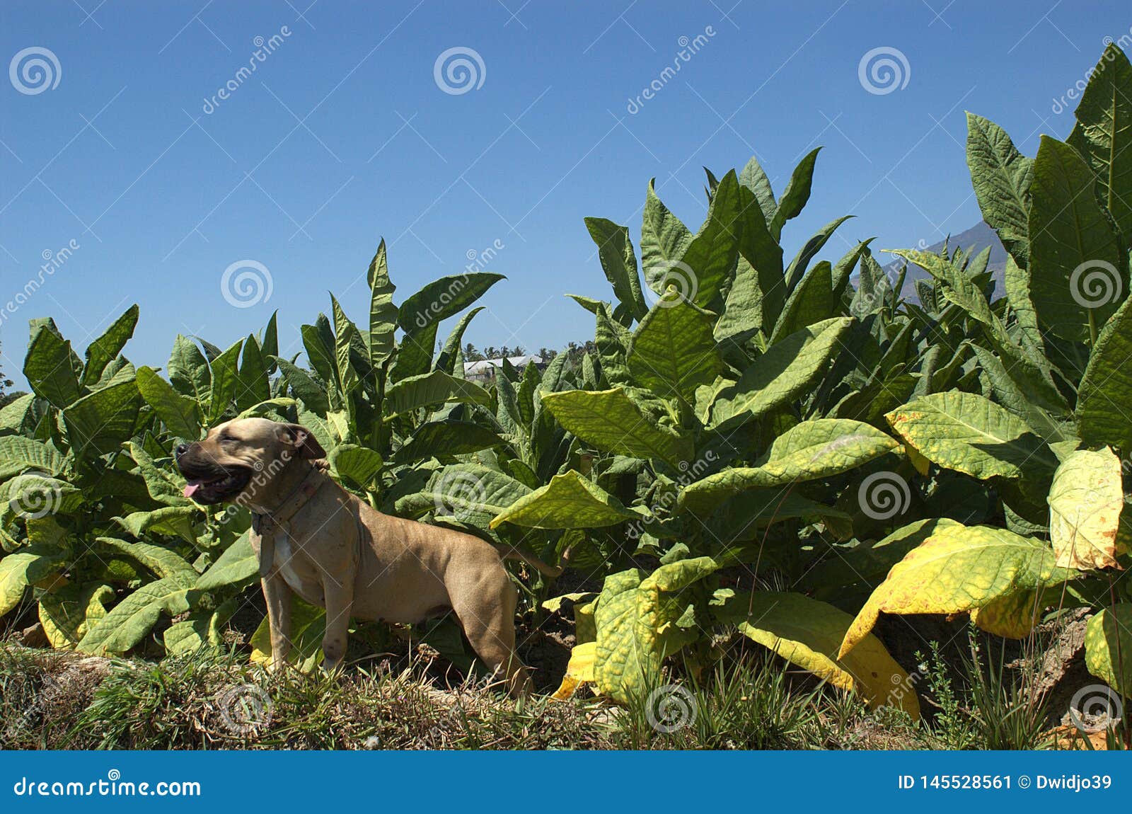 A Smiling Pitbull at Tobacco Field Stock Image Image of head