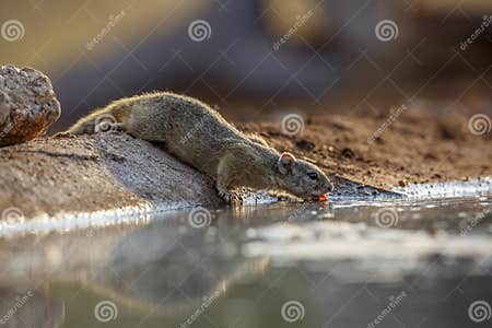 Smith Bush Squirrel Dans Le Parc National Kruger Afrique Du Sud Image ...