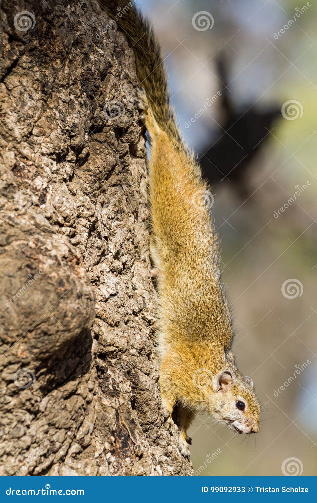 smith`s bush squirrel going down
