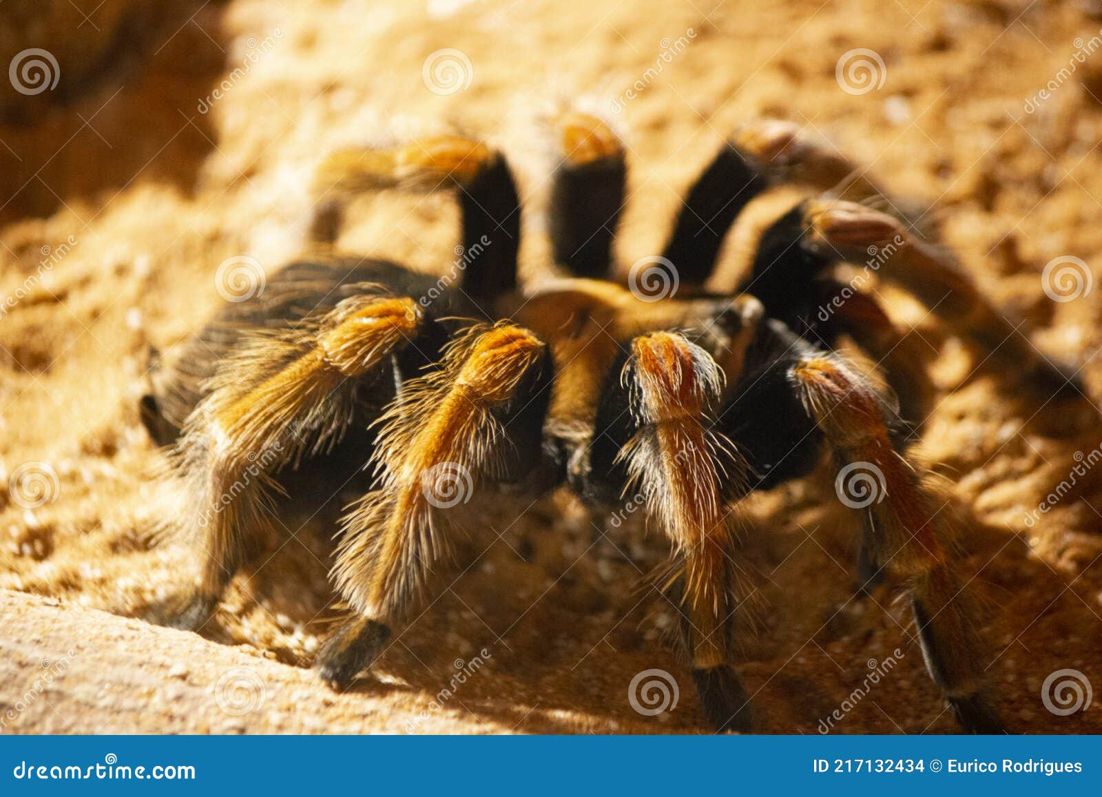 Smith`s Redknee Tarantula - Singapore Stock Photo - Image of black ...