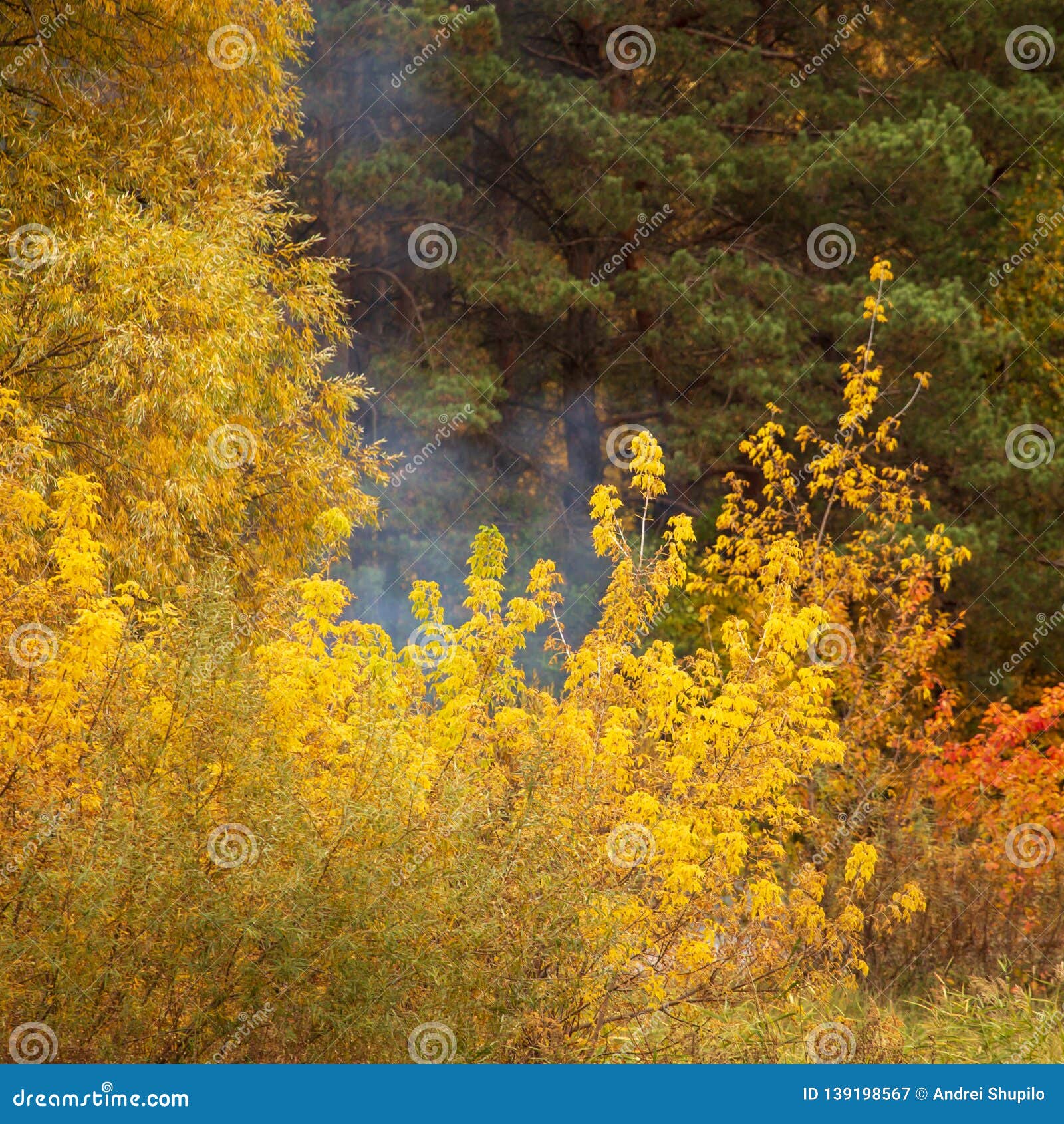 Smoke from Fire in the Forest in Autumn Stock Image Image of nature, green 139198567