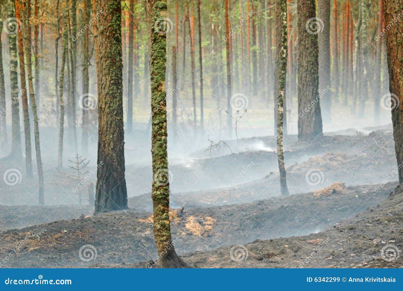 Smoke and fire in the wood stock image. Image of destruction 6342299
