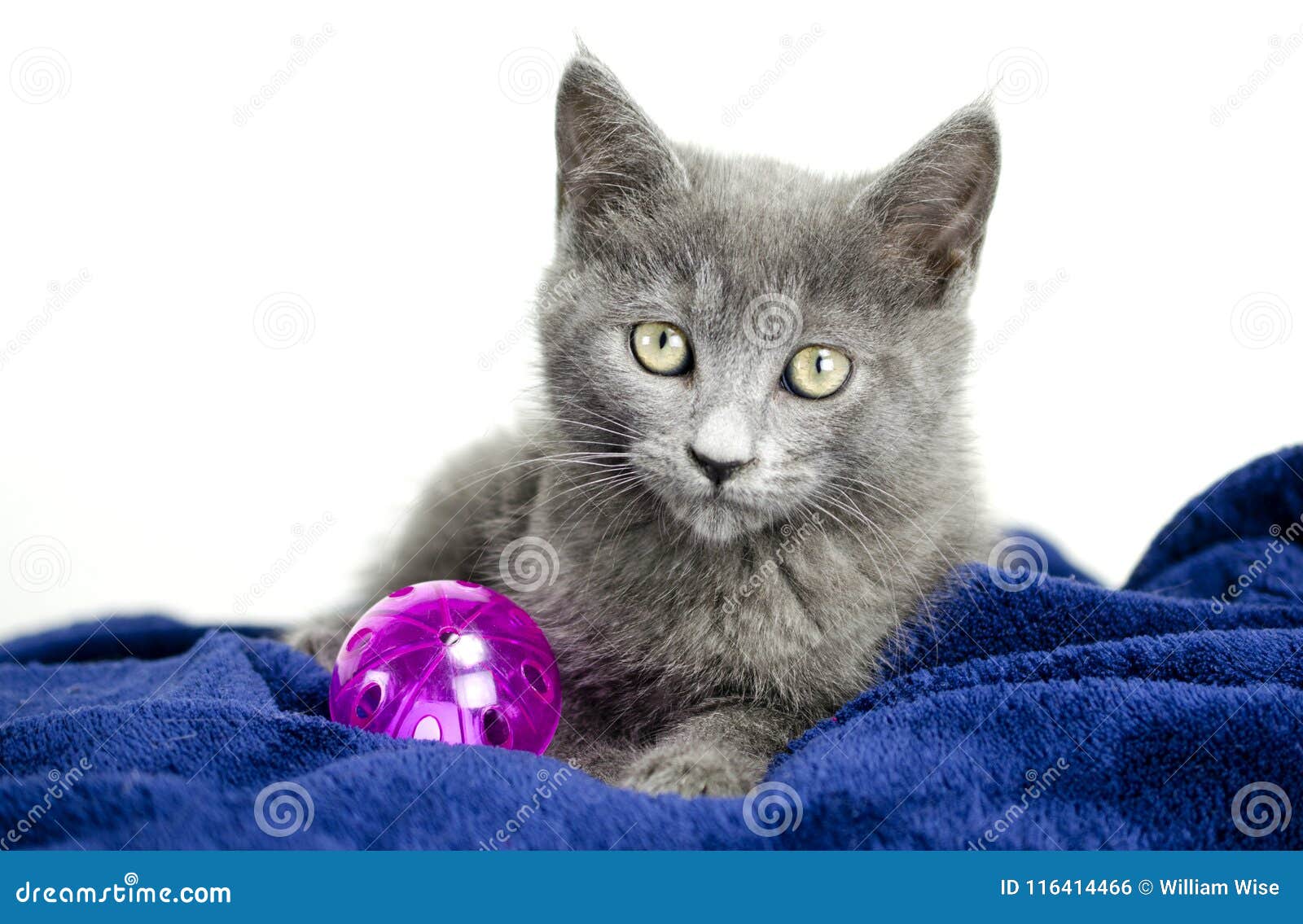 Smoke Gray Kitten With Cat Toy Animal Shelter Adoption Photo Stock Photo Image Of Male Society 116414466